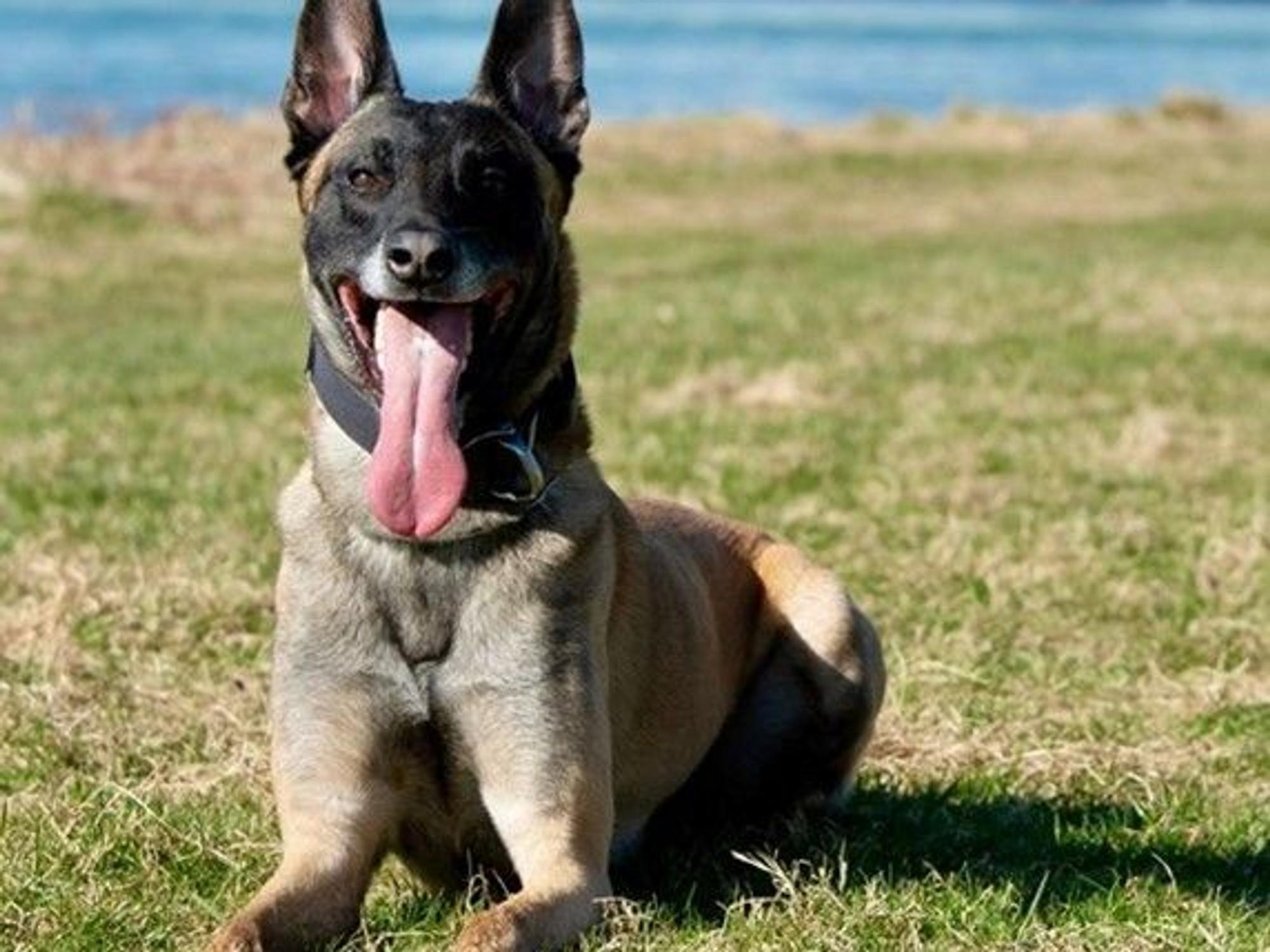 Datenspürhund Taicon
