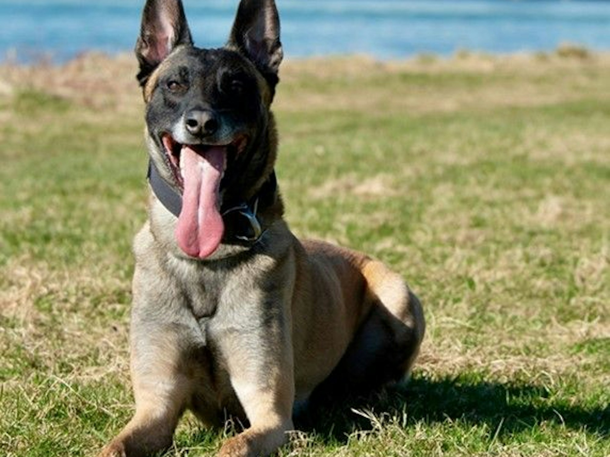 Datenspürhund Taicon