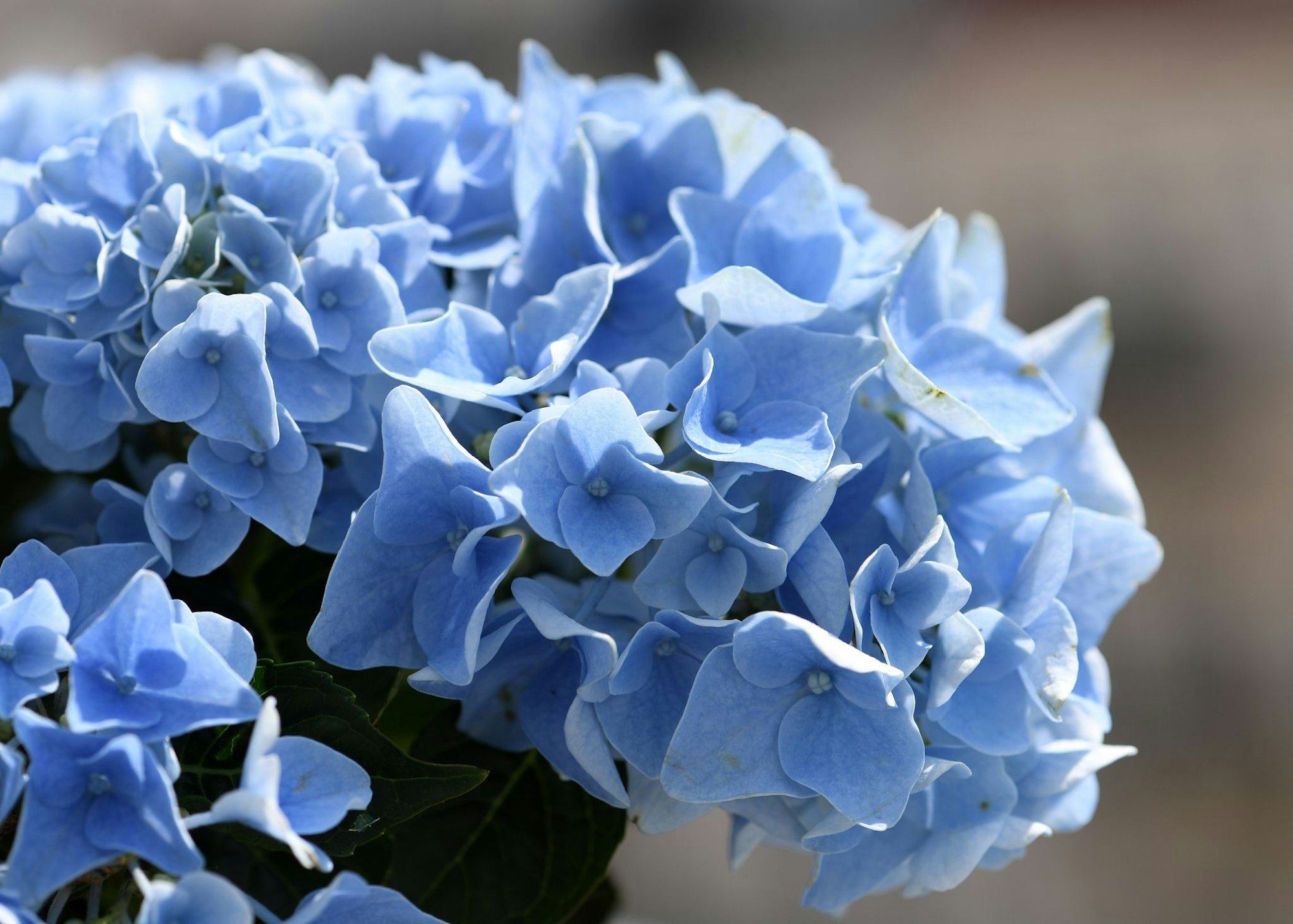 Blau blühende Hortensien-Sorten brauchen unbedingt einen sauren Boden, damit die Blüten ihre Farbe behalten.
