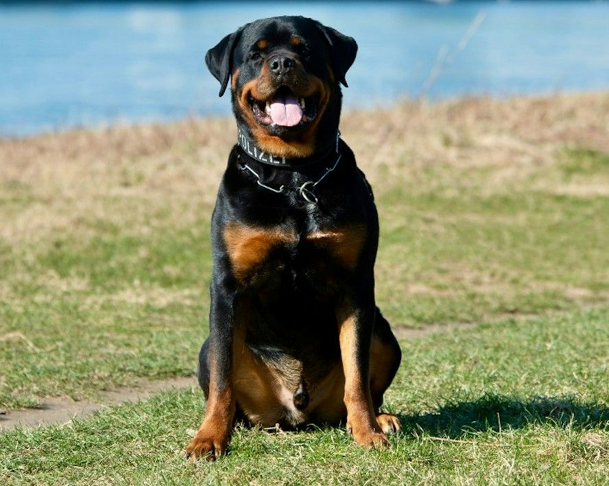 Schutzhund Jax