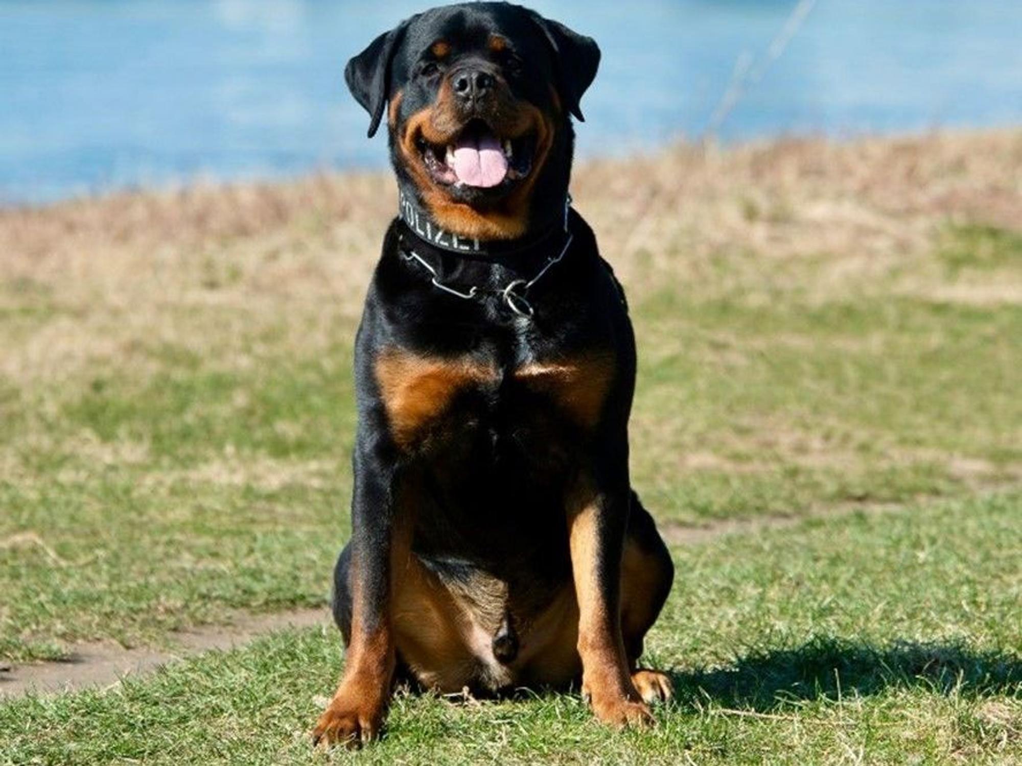 Schutzhund Jax