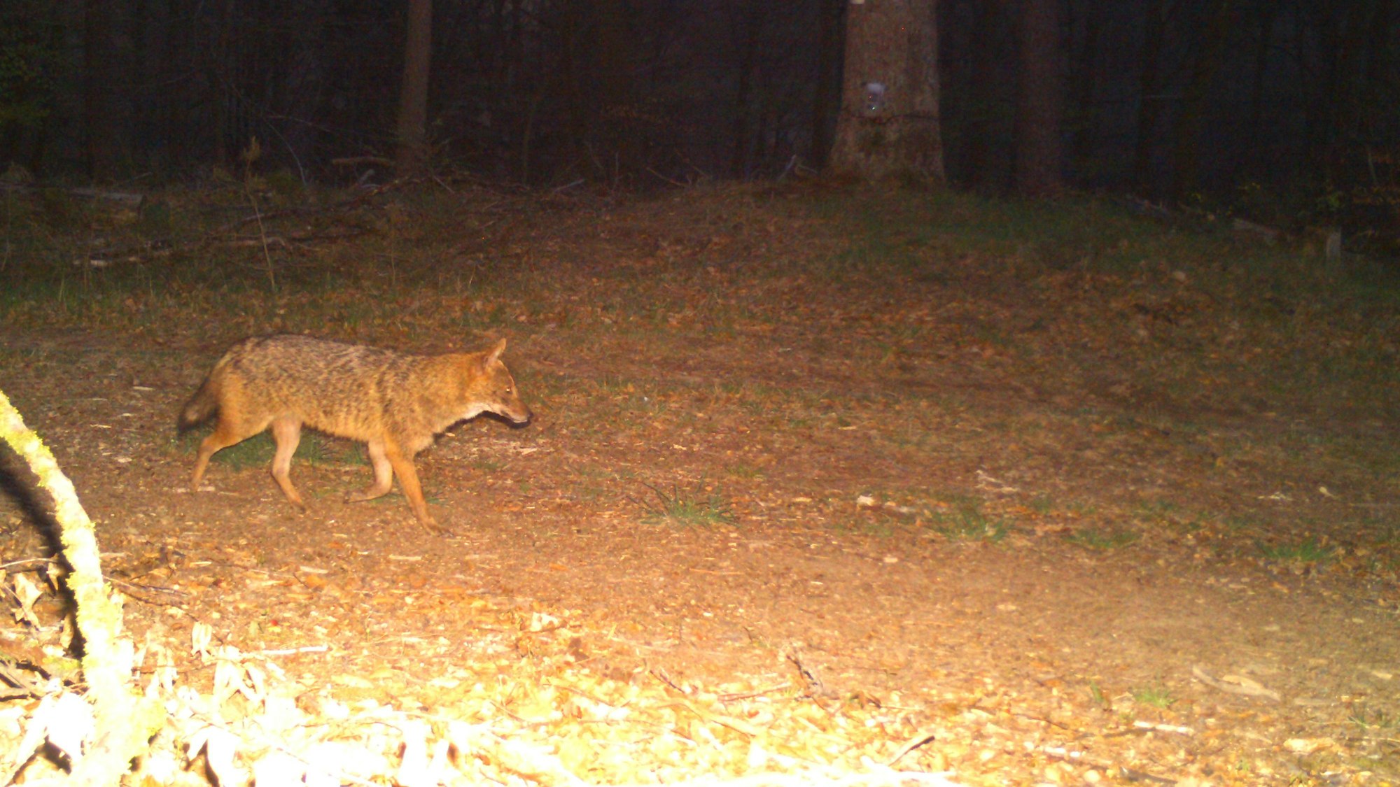 Goldschakale sind streng geschützt, aber ein Gericht genehmigte ihre Jagd auf Sylt nach der Tötung von 76 Lämmern.