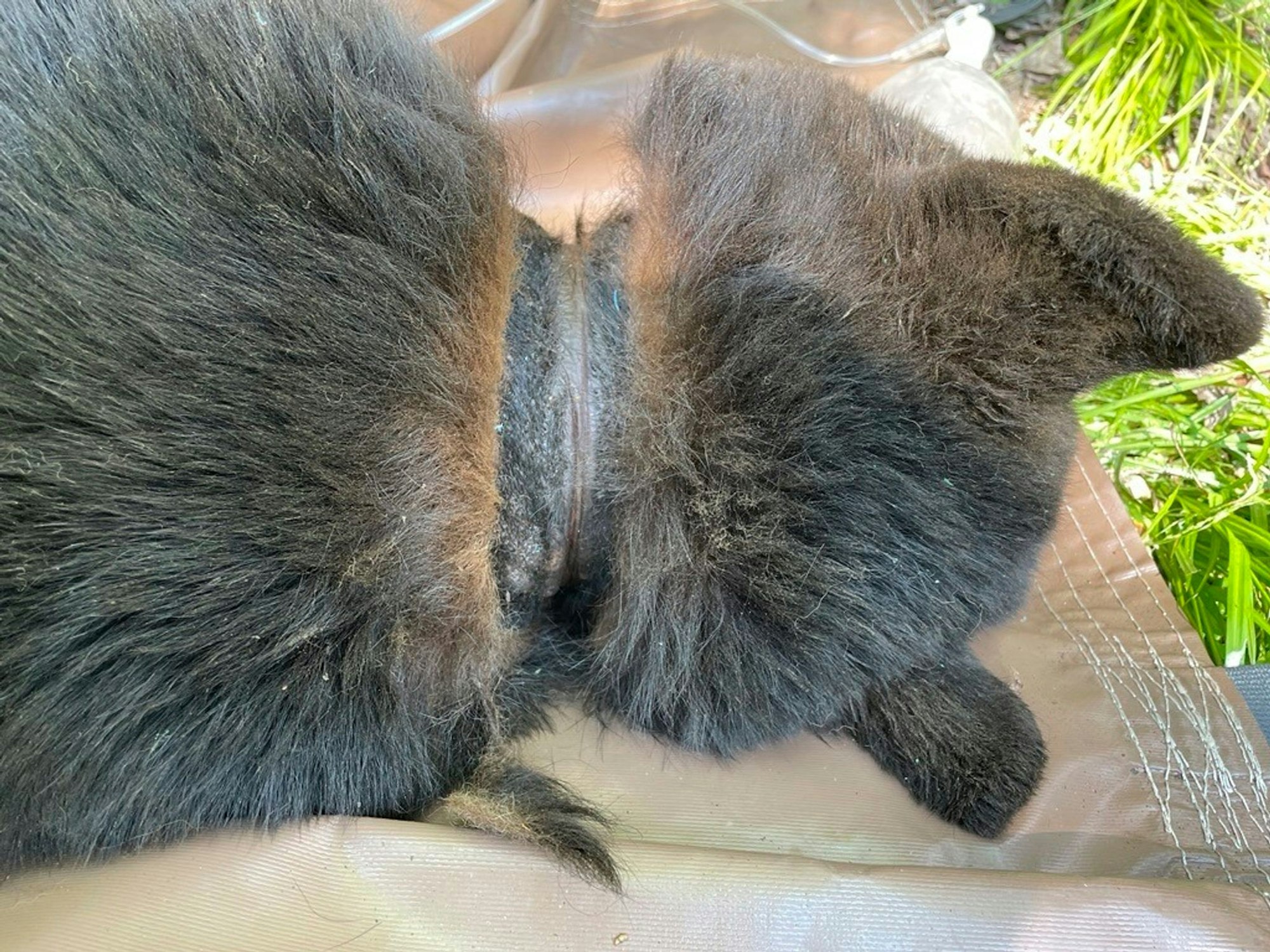 Abgesehen von Narben am Hals machte der Bär einen gesunden Eindruck.