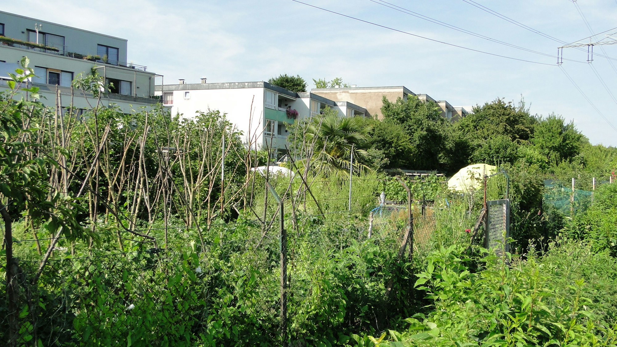 Vor mehrgeschossigen Wohnblöcken erstrecken sich Kleingärten.