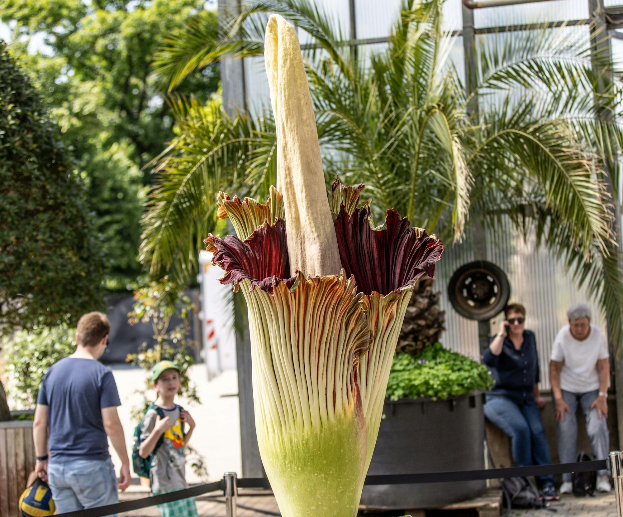 Sie ist zwei Meter groß und stinkt: In Essen öffnet sich die Blüte der Titanwurz.