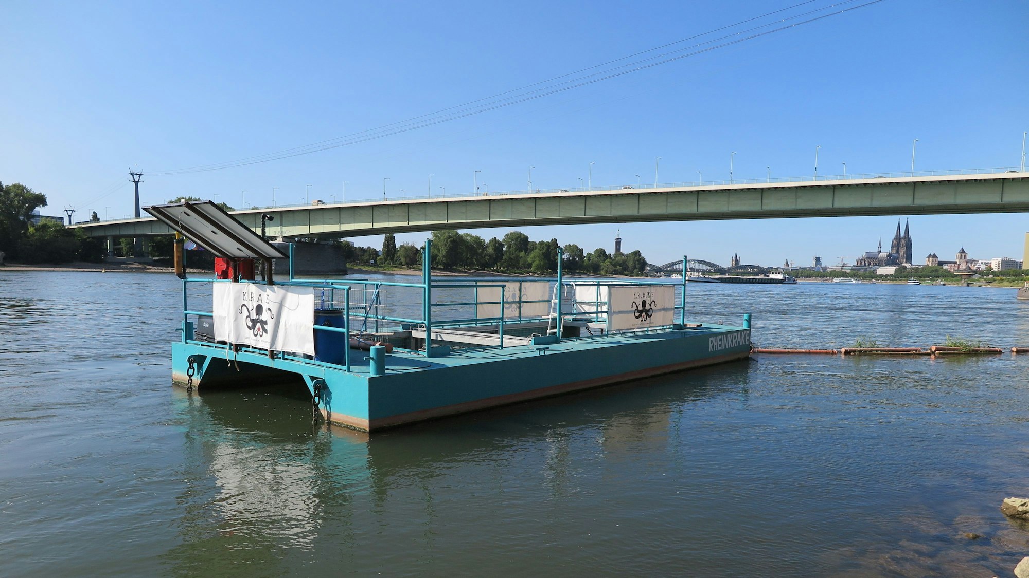 Das Bild zeigt die Rheinkrake.