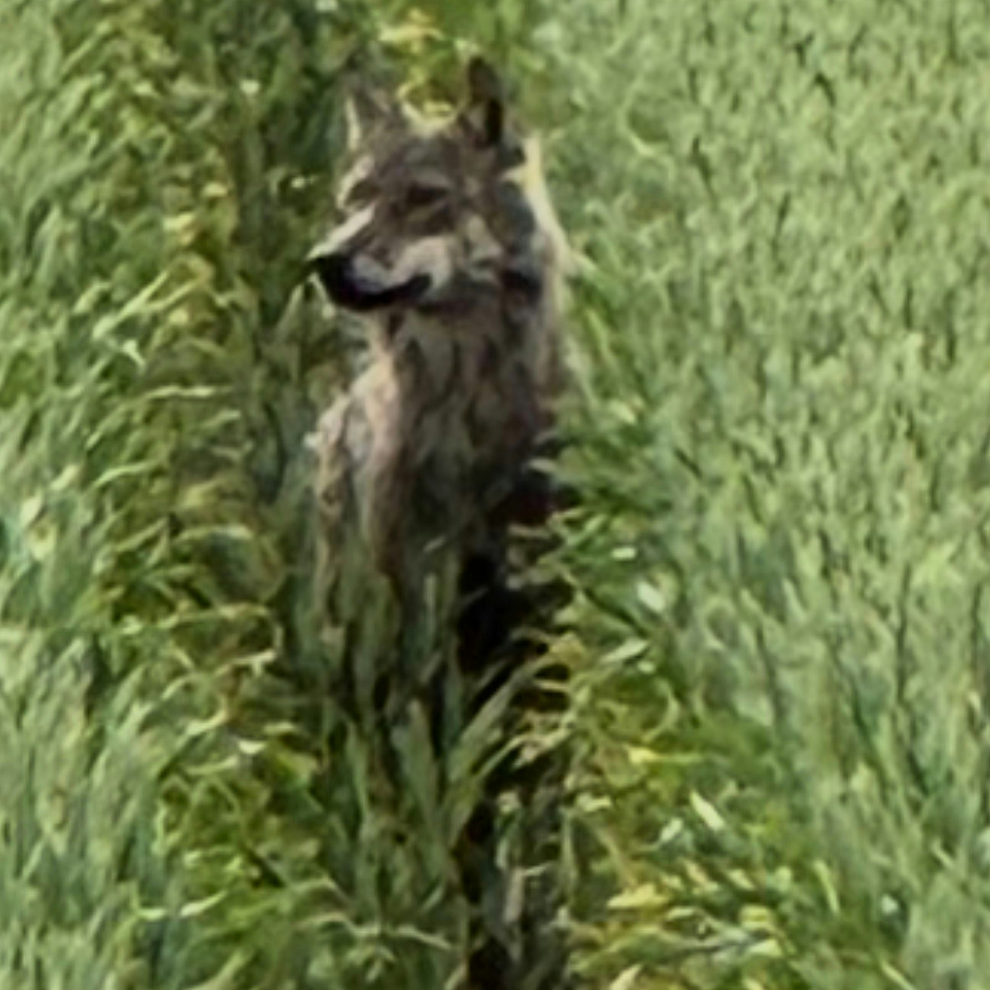 Das Bild zeigt den mutmaßlichen Wolf, der über die Gräser lugt.