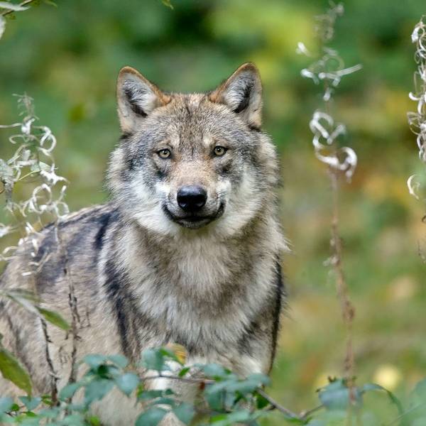 Ein Wolf lugt durch Gräser und Blumen.
