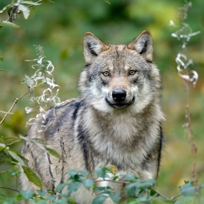 Ein Wolf lugt durch Gräser und Blumen.