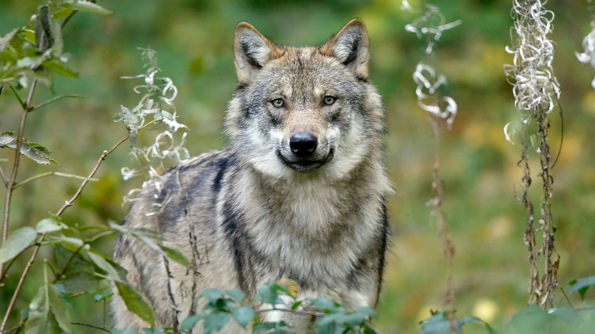 Ein Wolf lugt durch Gräser und Blumen.