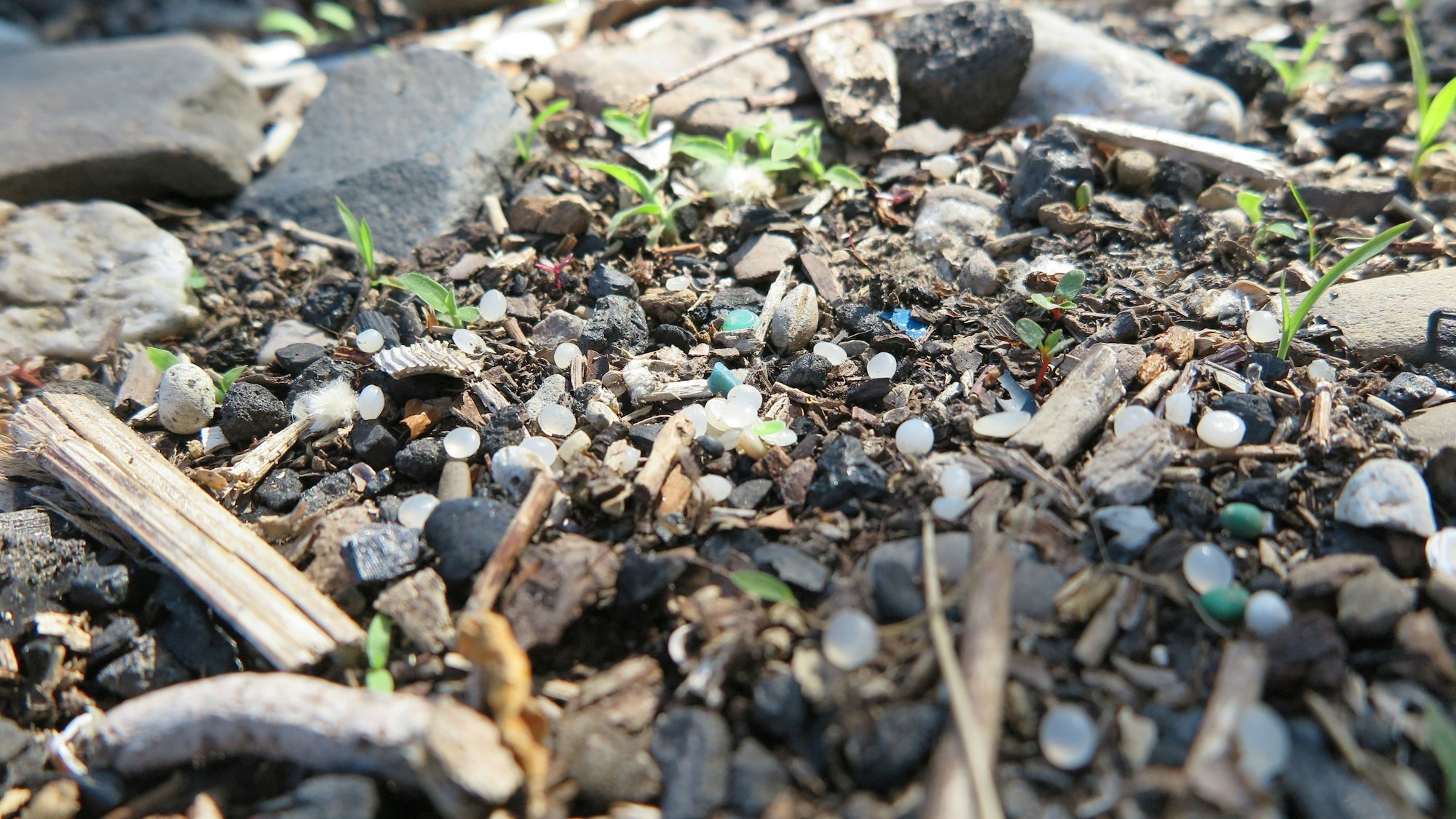 Das Bild zeigt Nurdles am Rheinufer unter der Zoobrücke.