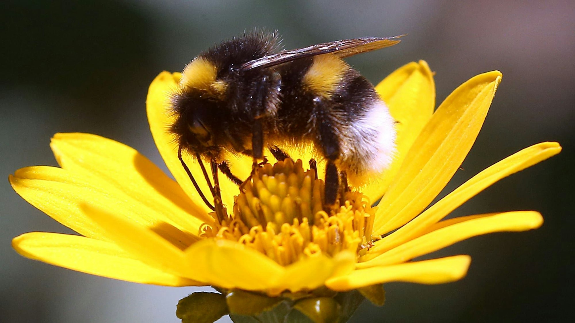Hummeln benötigen Nektar, um sich selbst und ihre Brut zu ernähren. Es ist aber nicht immer genug Nahrung vorhanden – deswegen verhungern die Tiere im Sommer oftmals.