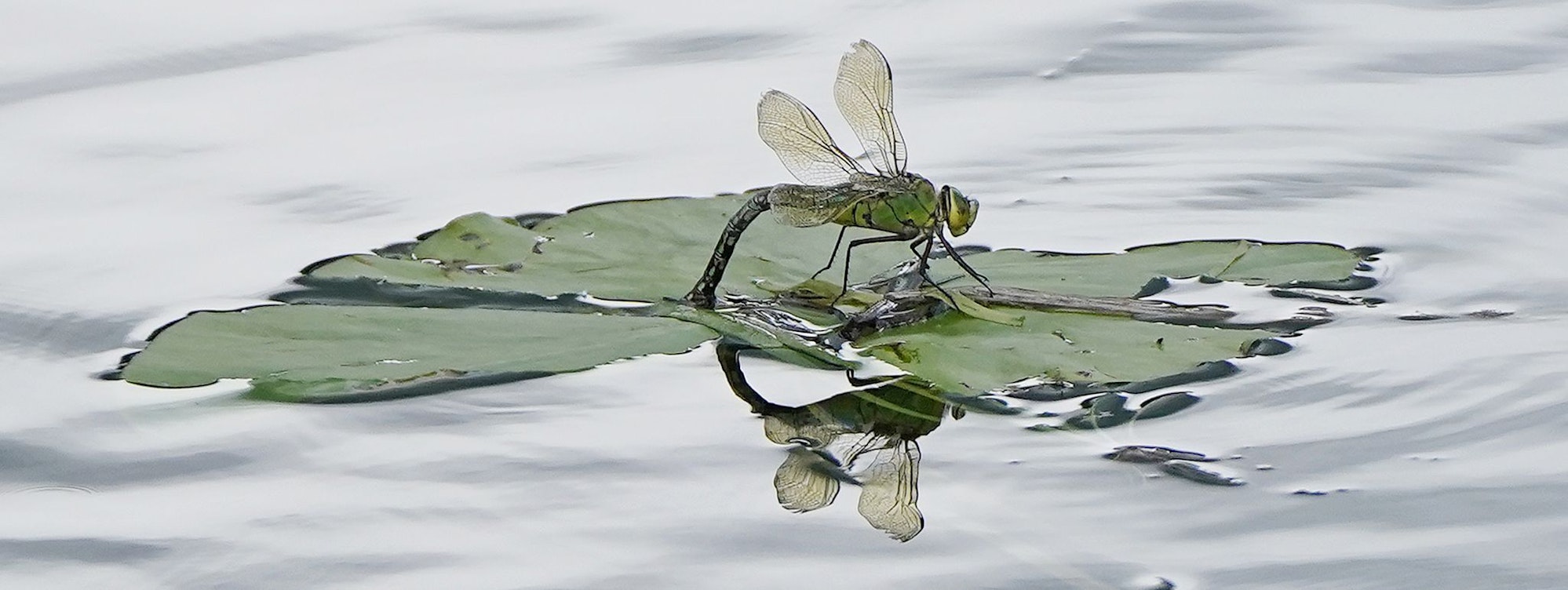 Für Insekten sind Pyrethroide, die unter anderem in Pflanzenschutzmitteln stecken, besonders gefährlich. (Archivbild)