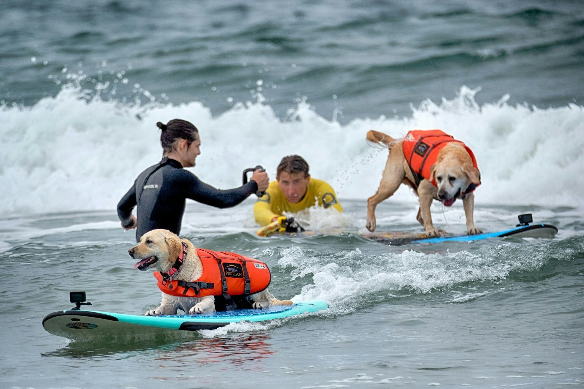 Auch Hunde können sich fürs Surfen begeistern - aber Schwimmwesten sind Pflicht.
