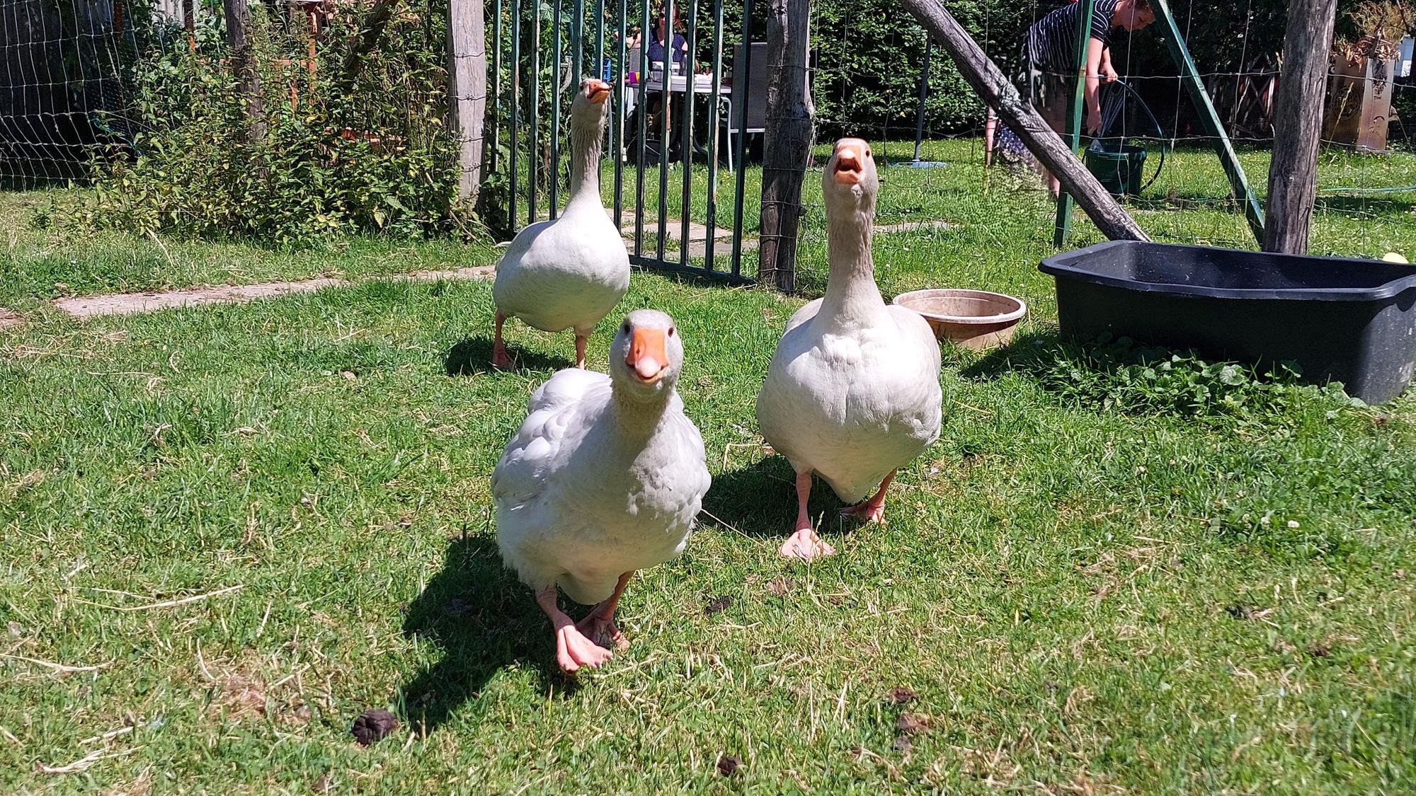 Kirschernte auf dem Hof Schreiber in Windeck, bei der Kirschliesl