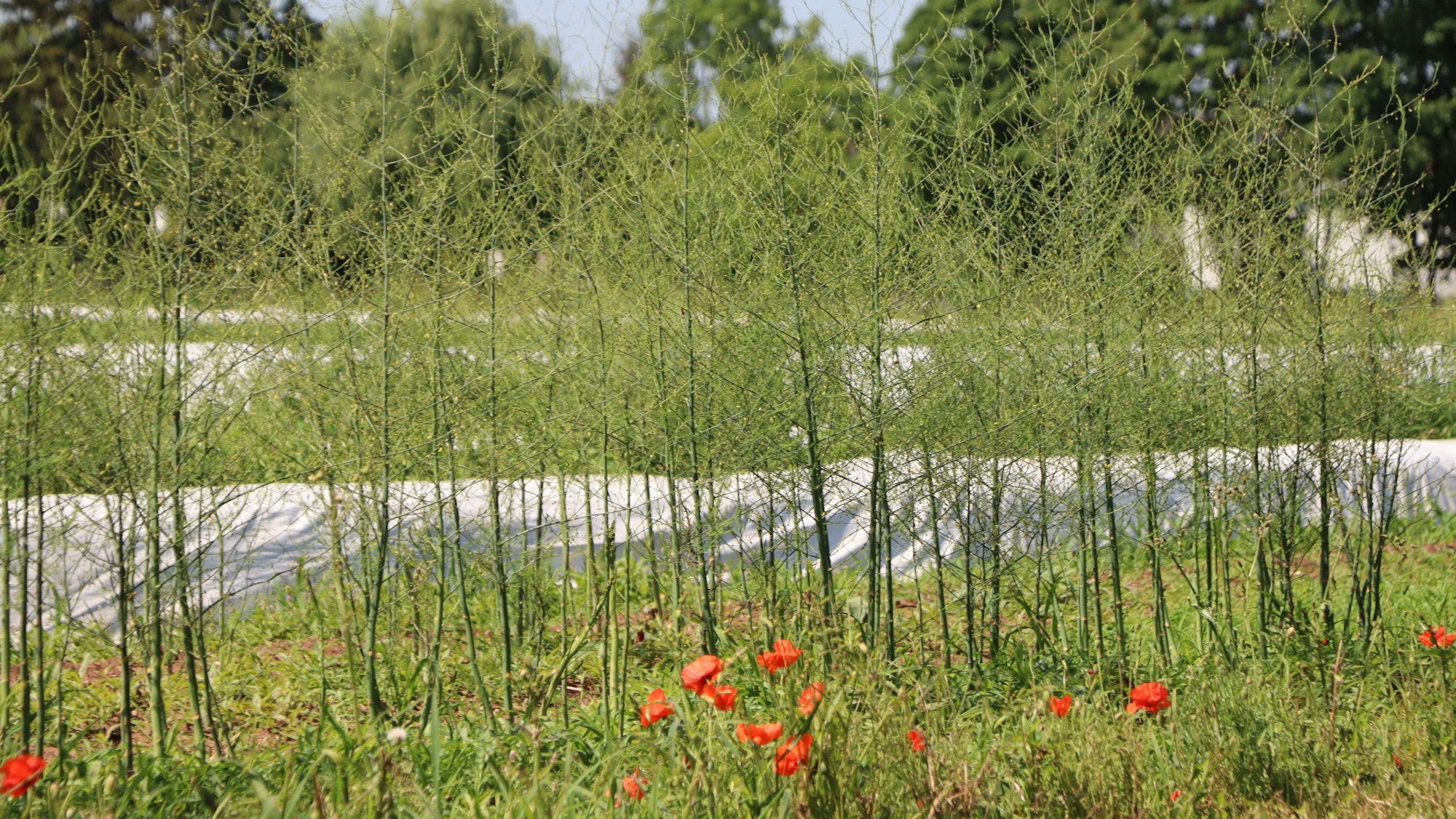 Auf dem Bild ist ein Ausschnitt eines Spargelfeldes zu sehen, der grüne Spargel ist schon hochgeschossen.
