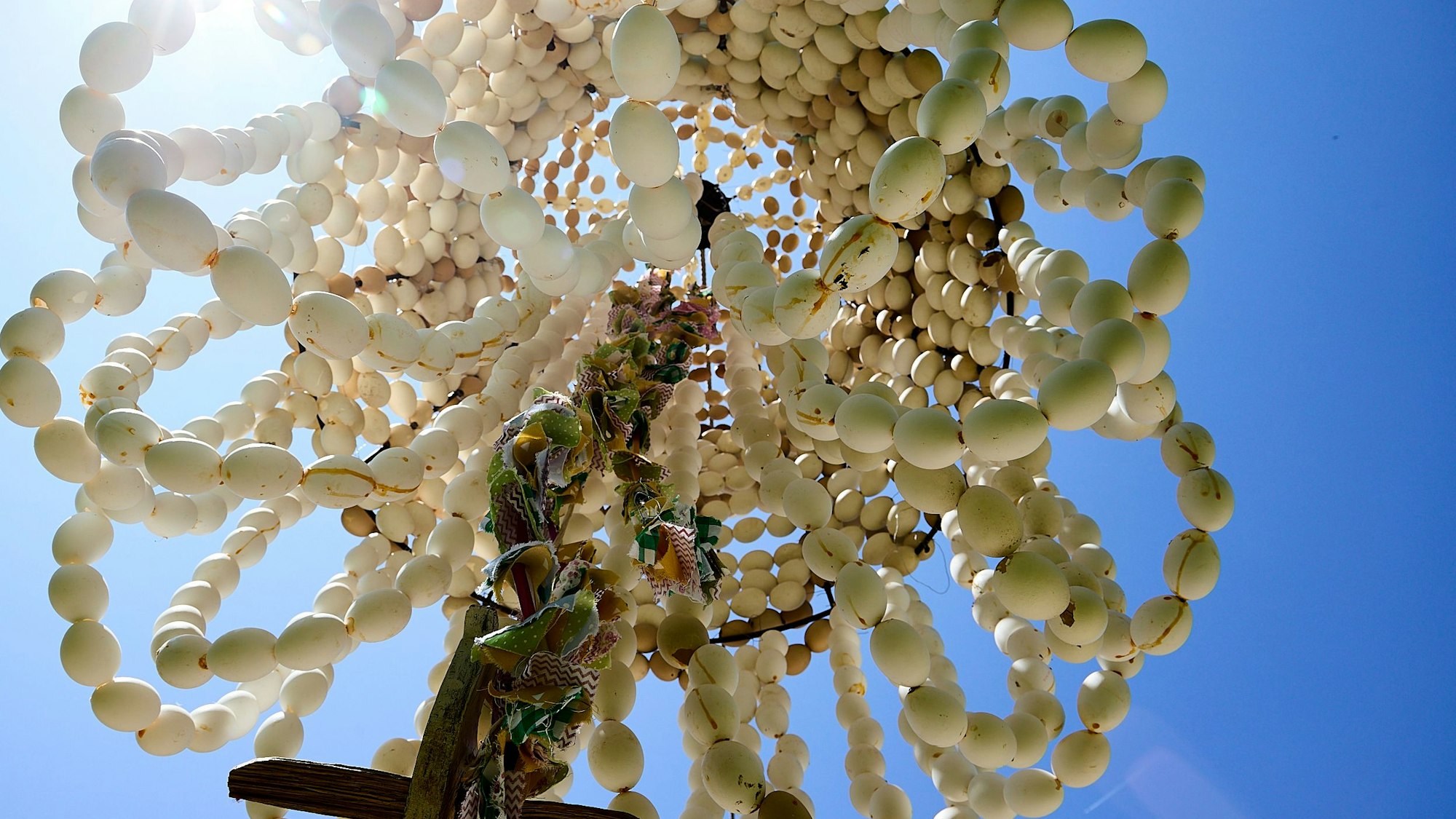Das Bild zeigt die Eierkrone, fotografiert von unten.