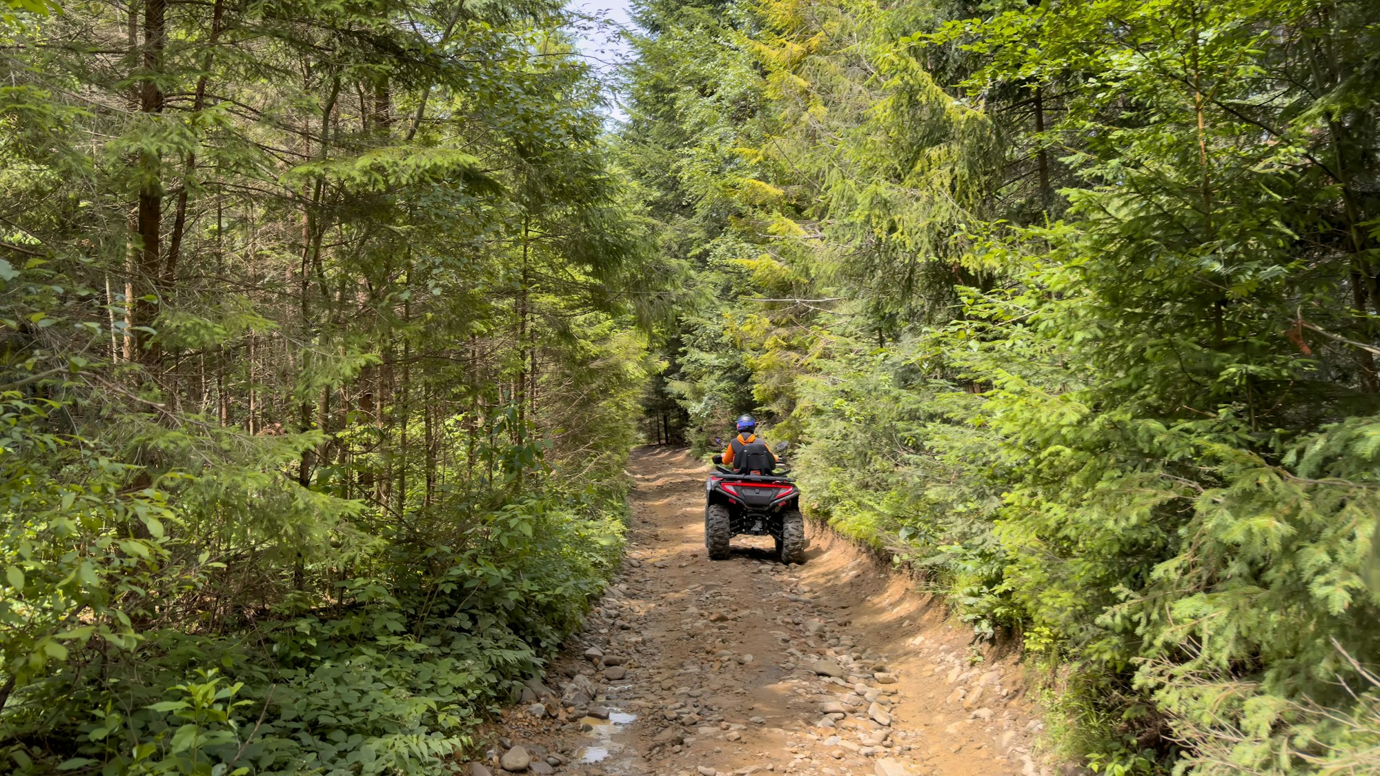 Ein Quadfahrer fährt durch einen Wald.