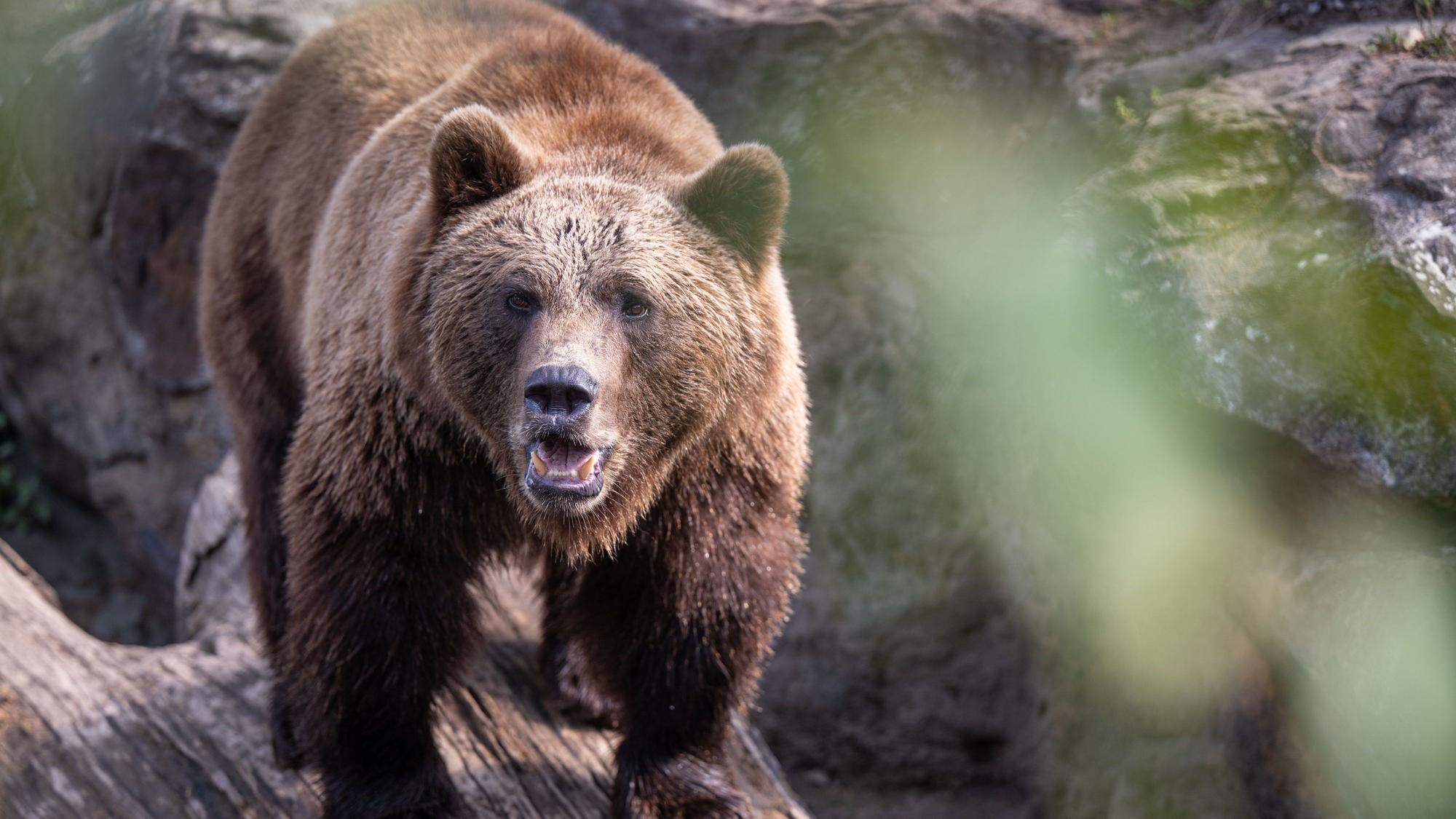 ARCHIV - 30.08.2024, Berlin: Braunbär Lillebror steht in seinem Gehege im Berliner Zoo. (zu dpa: «Braunbär tötet in Russland zwei Menschen») Foto: Monika Skolimowska/dpa +++ dpa-Bildfunk +++