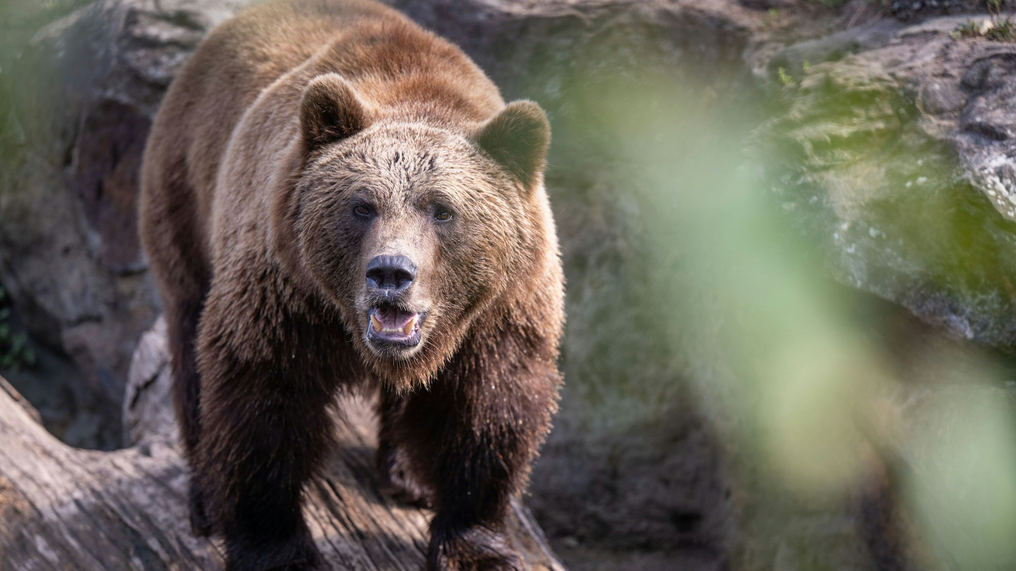 ARCHIV - 30.08.2024, Berlin: Braunbär Lillebror steht in seinem Gehege im Berliner Zoo. (zu dpa: «Braunbär tötet in Russland zwei Menschen») Foto: Monika Skolimowska/dpa +++ dpa-Bildfunk +++