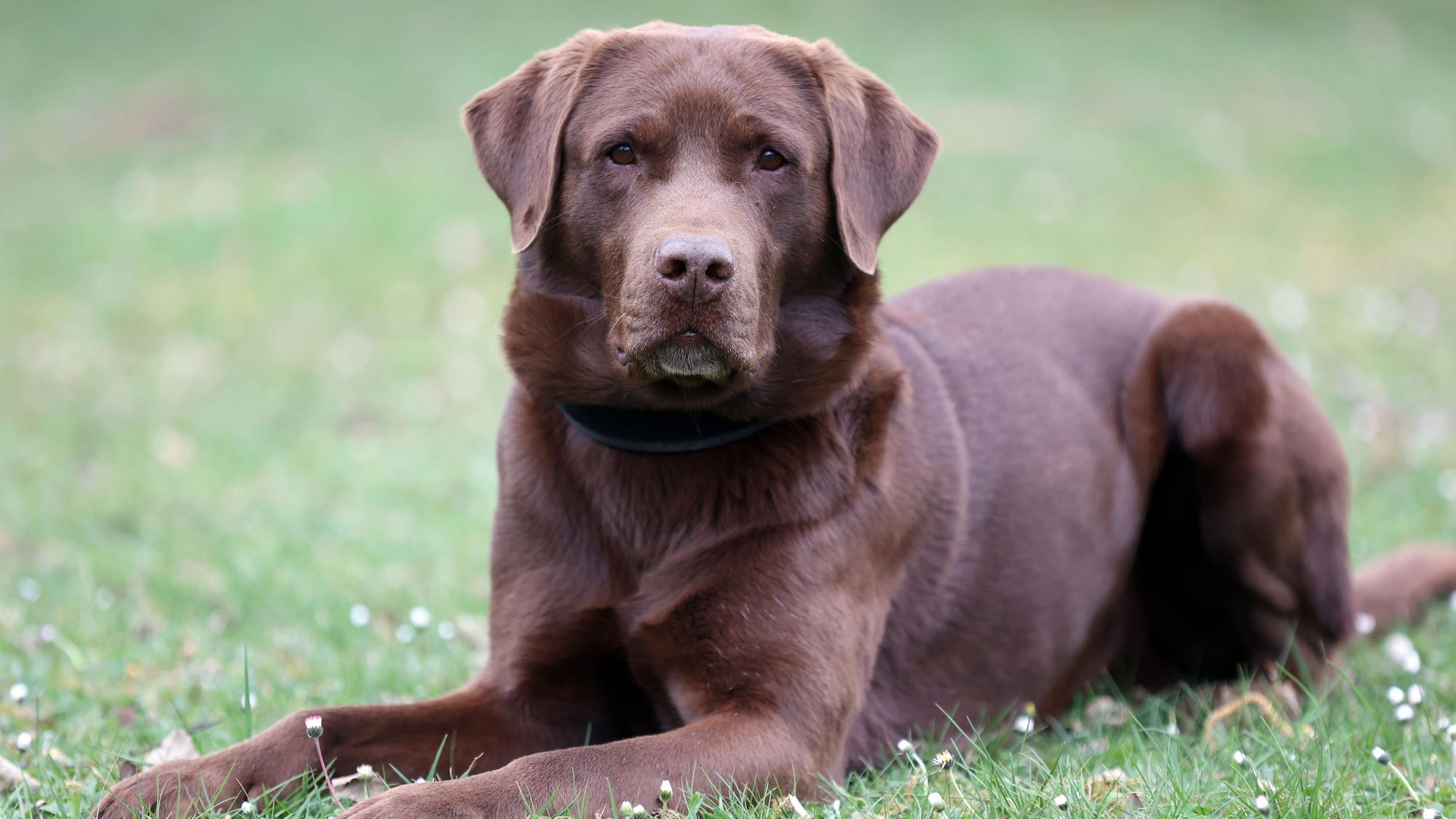 10.05.2025
Köln:
Fünf Diensthunde des Zolls werden vorgestellt. Der Termin ist Teil einer Serie in der verschiedene Dienst- und Rettungshunde vorgestellt werden.
Kalle, Labrador ( 9 Jahre)
Foto: Martina Goyert