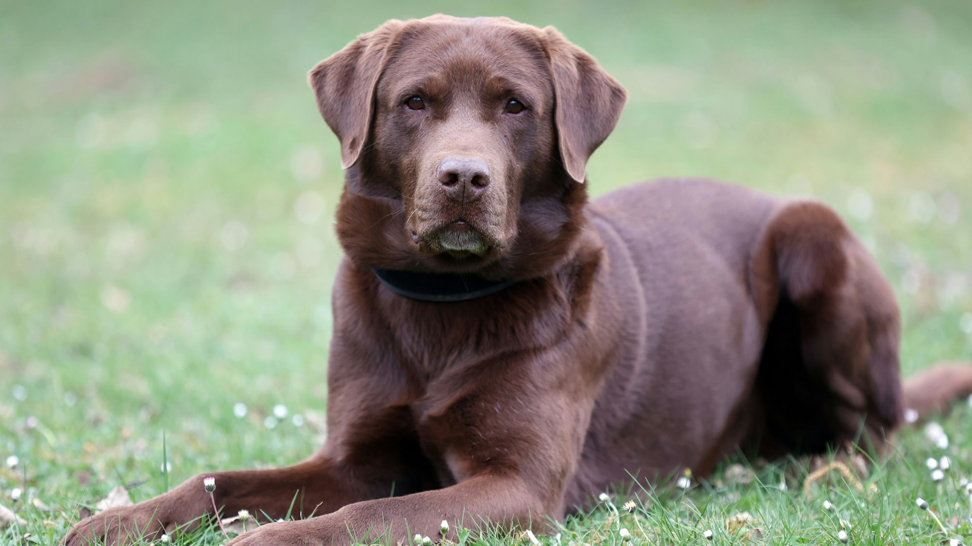 10.05.2025
Köln:
Fünf Diensthunde des Zolls werden vorgestellt. Der Termin ist Teil einer Serie in der verschiedene Dienst- und Rettungshunde vorgestellt werden.
Kalle, Labrador ( 9 Jahre)
Foto: Martina Goyert