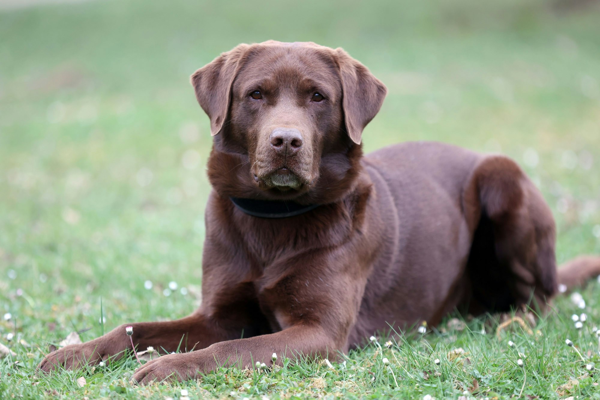 10.05.2025
Köln:
Fünf Diensthunde des Zolls werden vorgestellt. Der Termin ist Teil einer Serie in der verschiedene Dienst- und Rettungshunde vorgestellt werden.
Kalle, Labrador ( 9 Jahre)
Foto: Martina Goyert