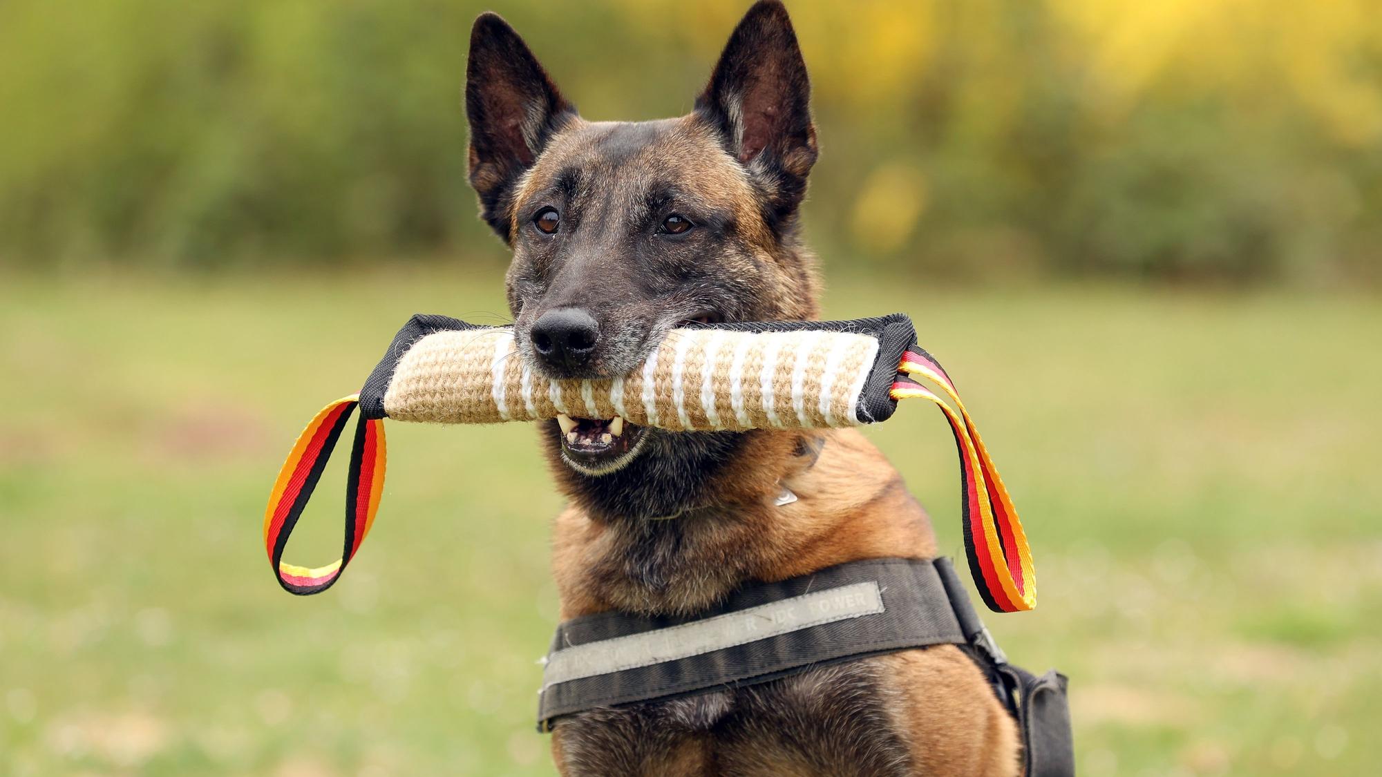 10.05.2025
Köln:
Fünf Diensthunde des Zolls werden vorgestellt. Der Termin ist Teil einer Serie in der verschiedene Dienst- und Rettungshunde vorgestellt werden.
Maila, Belgischer Schäferhund
Foto: Martina Goyert