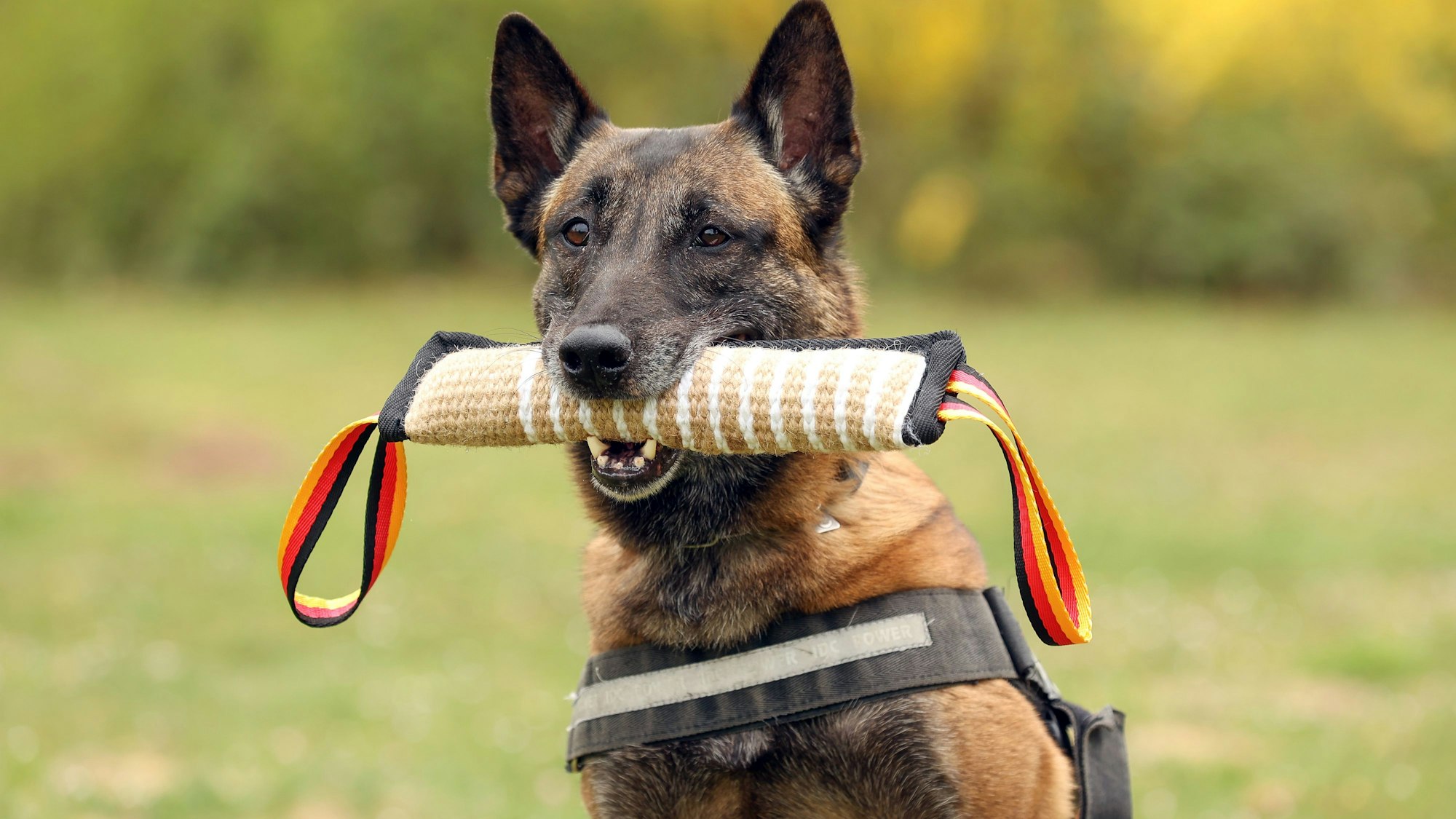 10.05.2025
Köln:
Fünf Diensthunde des Zolls werden vorgestellt. Der Termin ist Teil einer Serie in der verschiedene Dienst- und Rettungshunde vorgestellt werden.
Maila, Belgischer Schäferhund
Foto: Martina Goyert