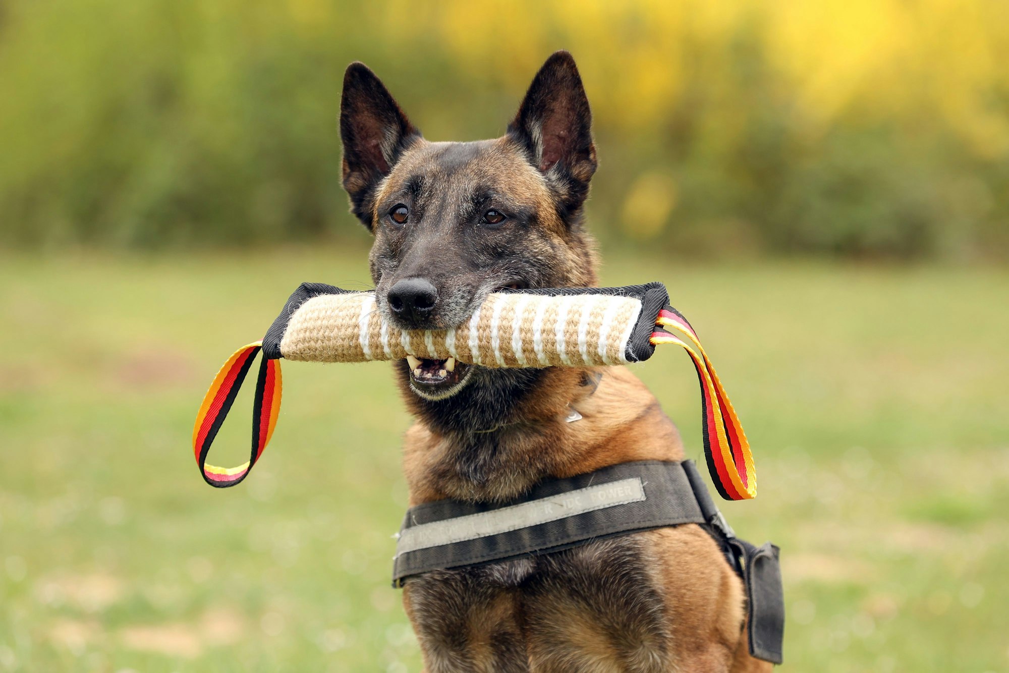 10.05.2025
Köln:
Fünf Diensthunde des Zolls werden vorgestellt. Der Termin ist Teil einer Serie in der verschiedene Dienst- und Rettungshunde vorgestellt werden.
Maila, Belgischer Schäferhund
Foto: Martina Goyert