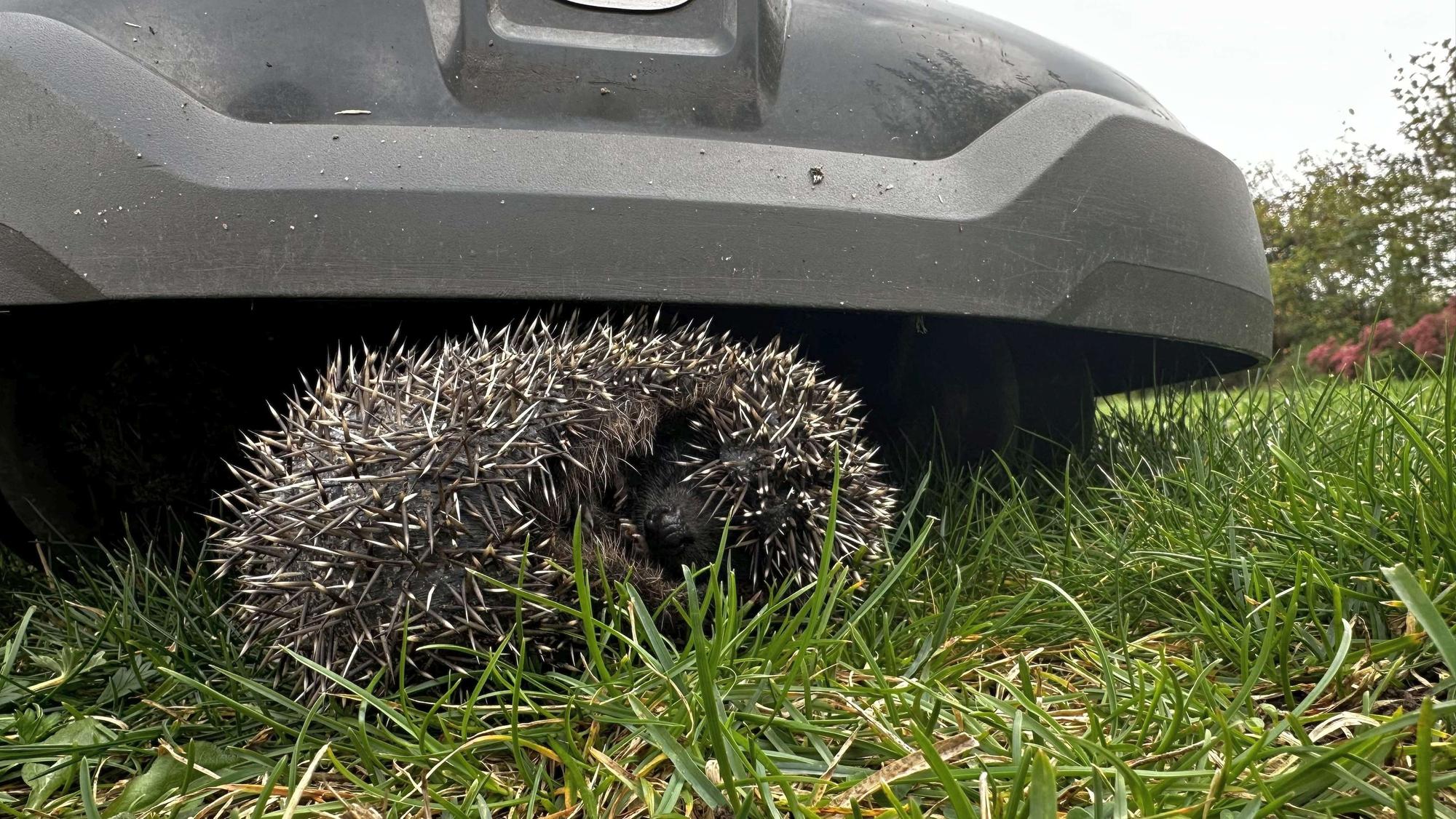 Mähroboter sind gefährlich für Igel, da sich die kleinen Tiere einrollen und vor den scharfen Messern nicht weglaufen.