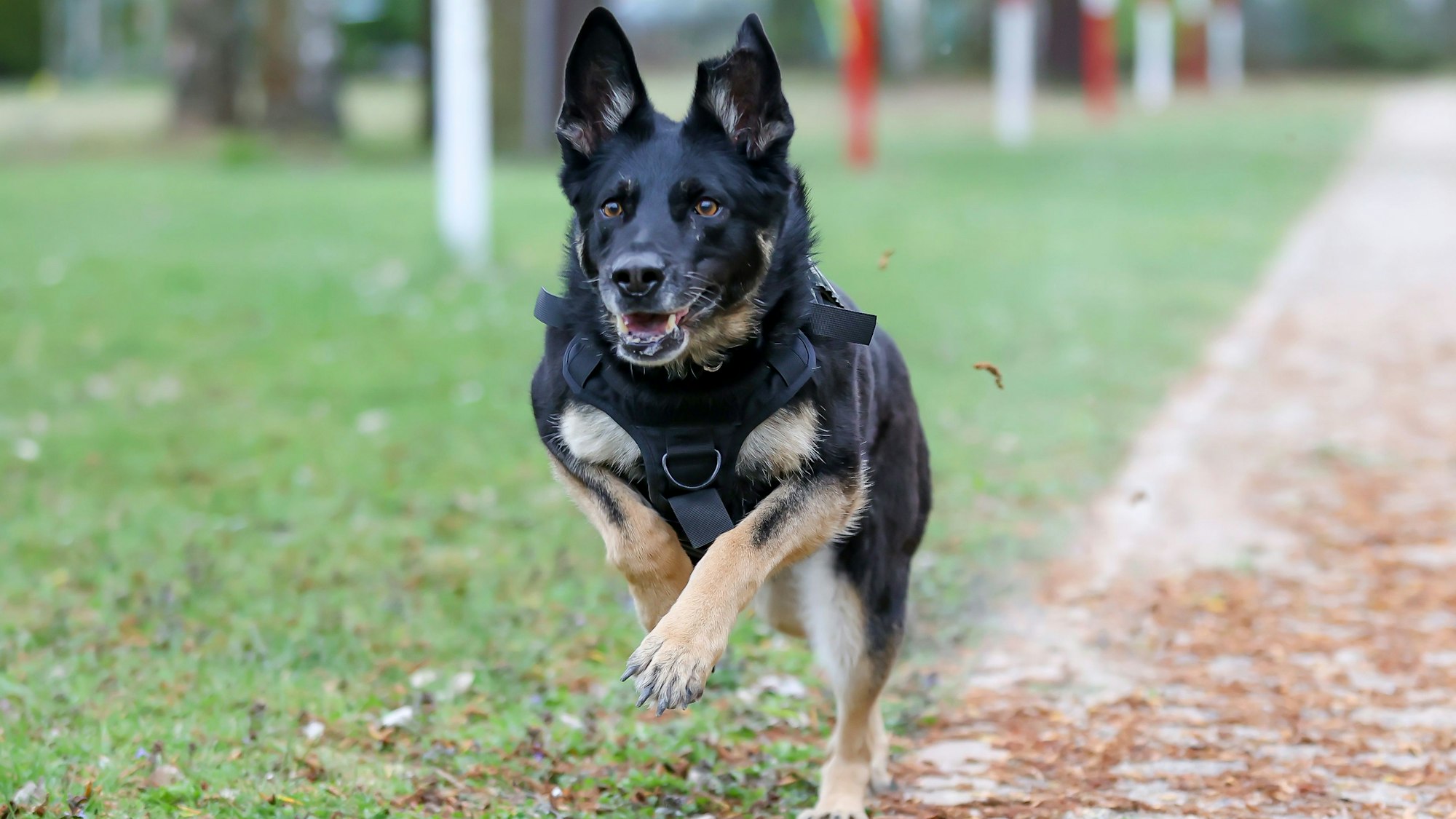 10.05.2025
Köln:
Fünf Diensthunde des Zolls werden vorgestellt. Der Termin ist Teil einer Serie in der verschiedene Dienst- und Rettungshunde vorgestellt werden.
Skadi, Deutscher Schäferhund (6 1/2 Jahre)
Foto: Martina Goyert