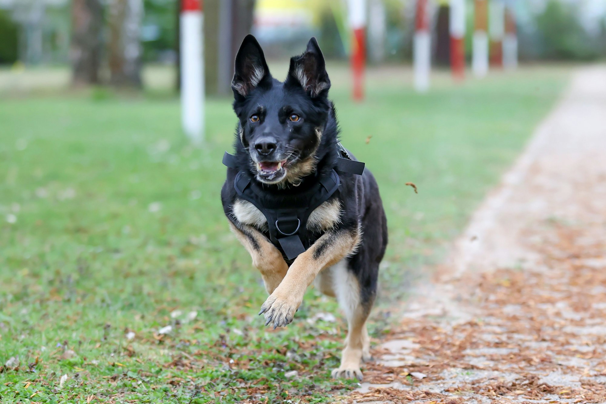 10.05.2025
Köln:
Fünf Diensthunde des Zolls werden vorgestellt. Der Termin ist Teil einer Serie in der verschiedene Dienst- und Rettungshunde vorgestellt werden.
Skadi, Deutscher Schäferhund (6 1/2 Jahre)
Foto: Martina Goyert