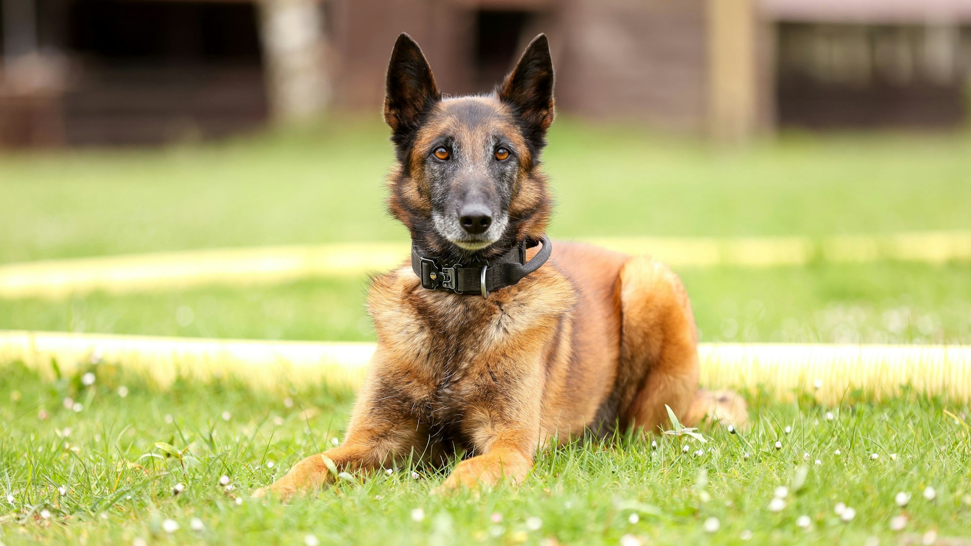 10.05.2025
Köln:
Fünf Diensthunde des Zolls werden vorgestellt. Der Termin ist Teil einer Serie in der verschiedene Dienst- und Rettungshunde vorgestellt werden.
Abby, Belgischer Schäferhund, (9 1/2 Jahre)
Foto: Martina Goyert