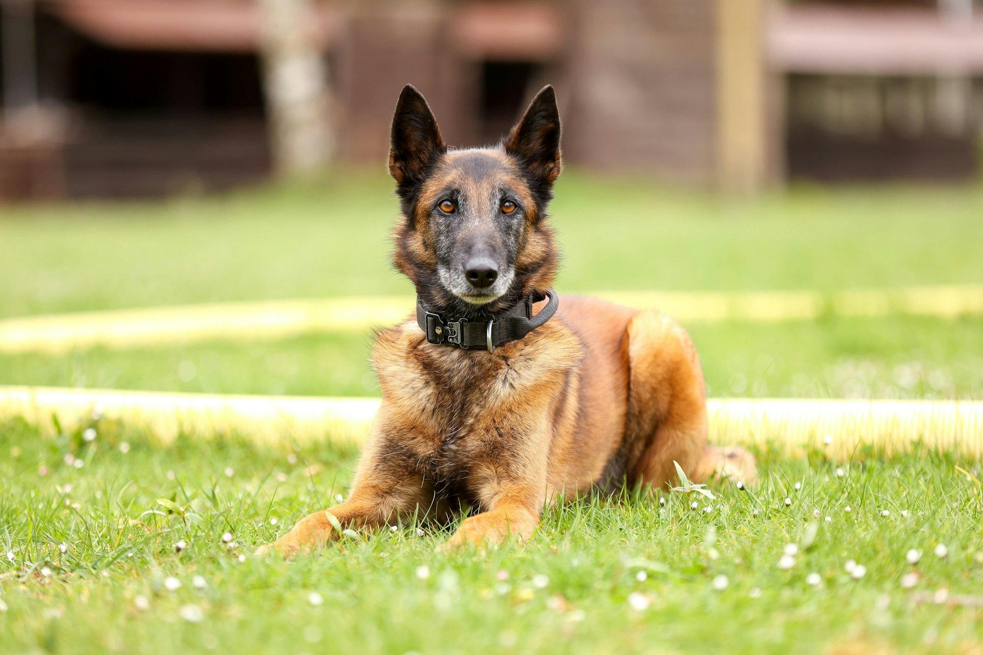 10.05.2025
Köln:
Fünf Diensthunde des Zolls werden vorgestellt. Der Termin ist Teil einer Serie in der verschiedene Dienst- und Rettungshunde vorgestellt werden.
Abby, Belgischer Schäferhund, (9 1/2 Jahre)
Foto: Martina Goyert