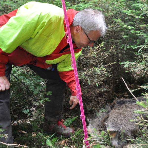 Vorbereitungsmaßnahmen gegen Afrikanische Schweinepest: Rheinisch-Bergischer Kreis probte den Ernstfall. Hier: Der Fund einer Wildschweinattrappe.
