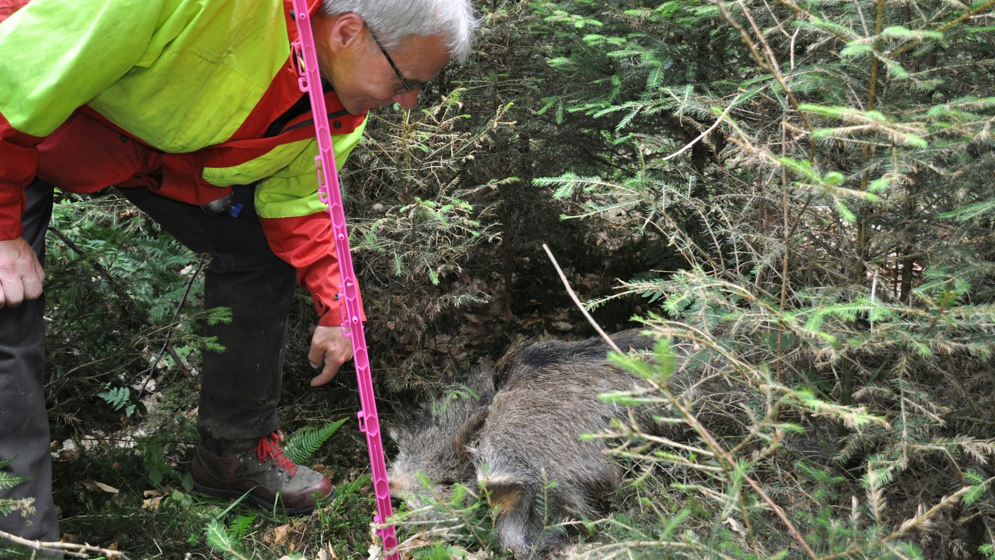 Vorbereitungsmaßnahmen gegen Afrikanische Schweinepest: Rheinisch-Bergischer Kreis probte den Ernstfall. Hier: Der Fund einer Wildschweinattrappe.