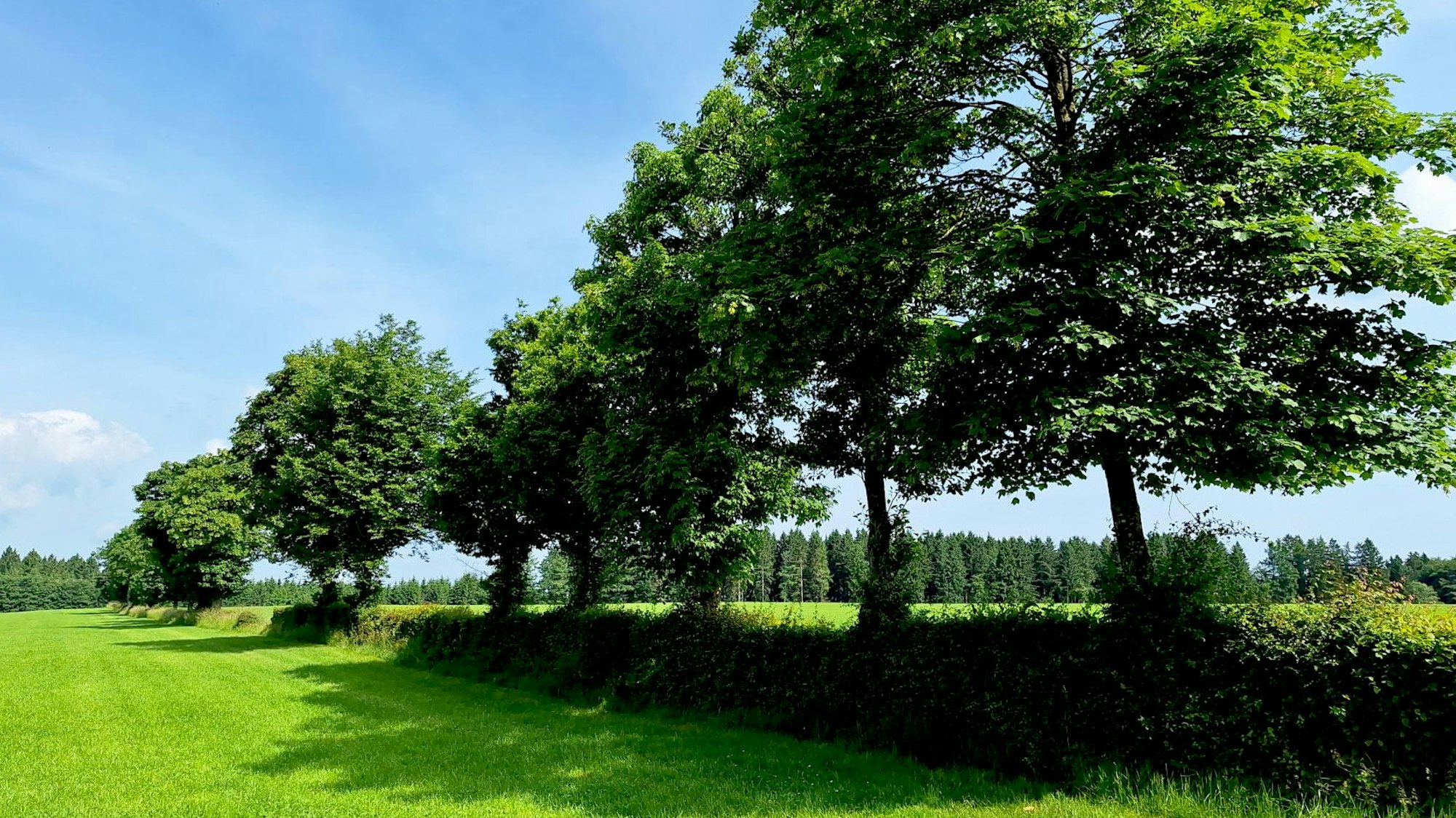 Auf einer Wiese sind Bäume und eine lange Hecke zu sehen. Sie sollen gefällt werden, damit ein Solarpark gebaut werden kann.