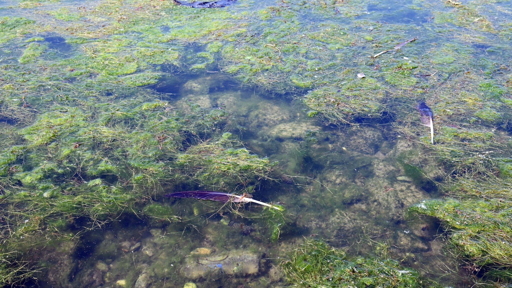Durch den Zersetzungsprozess der Algen entsteht der Geruch.