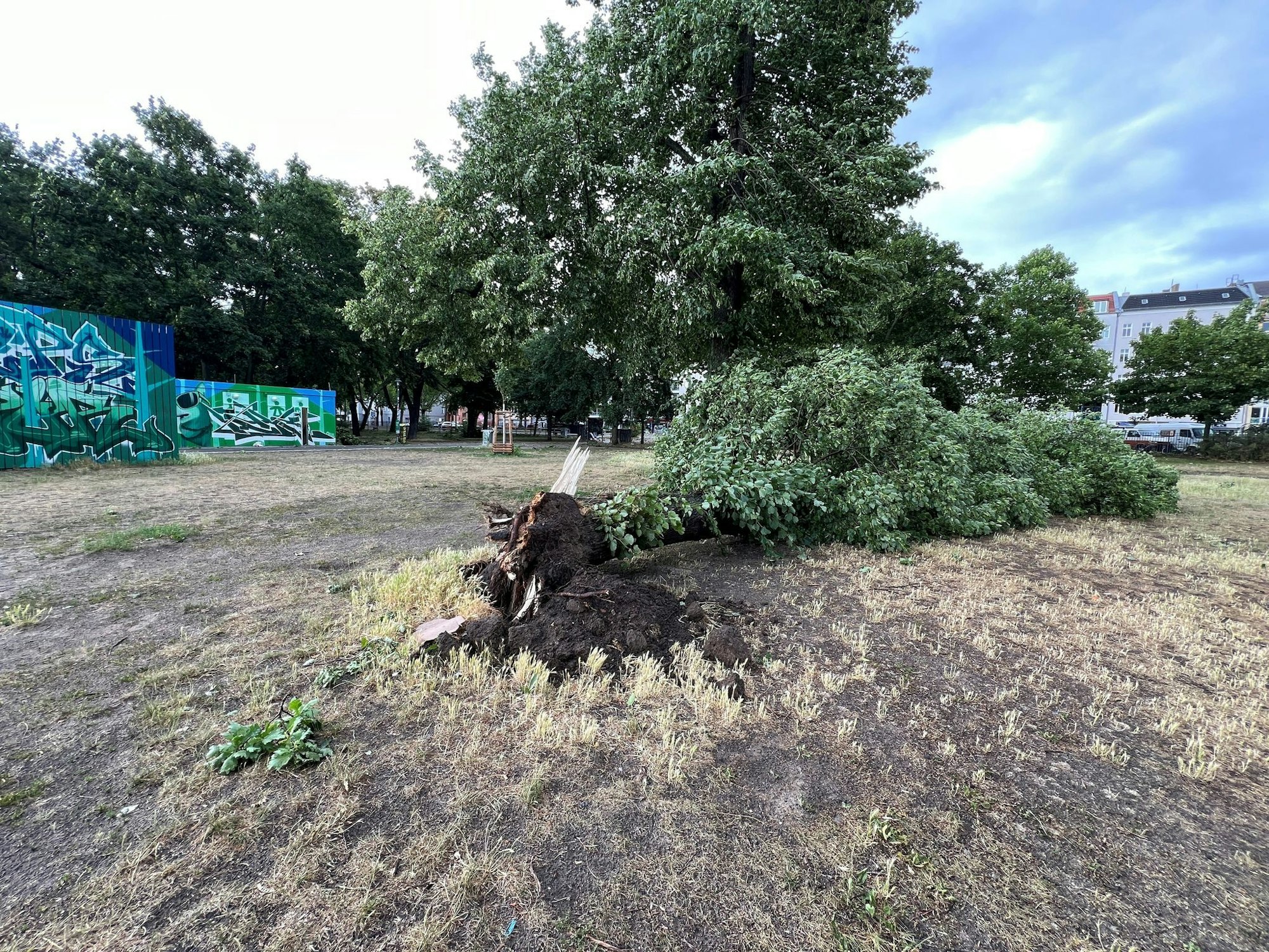 Die orkanartigen Böen rissen in Berlin ganze Bäume von ihren Wurzeln.
