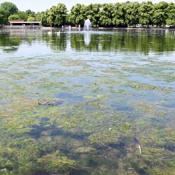 Ein grüner Pflanzenteppich auf dem Aachener Weihersorgte für einen üblen Geruch.