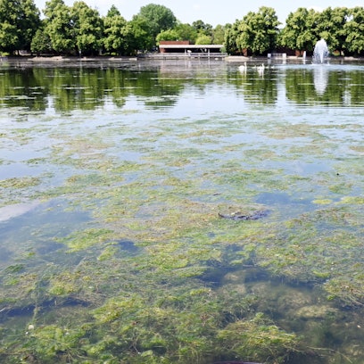 Ein grüner Pflanzenteppich auf dem Aachener Weihersorgte für einen üblen Geruch.