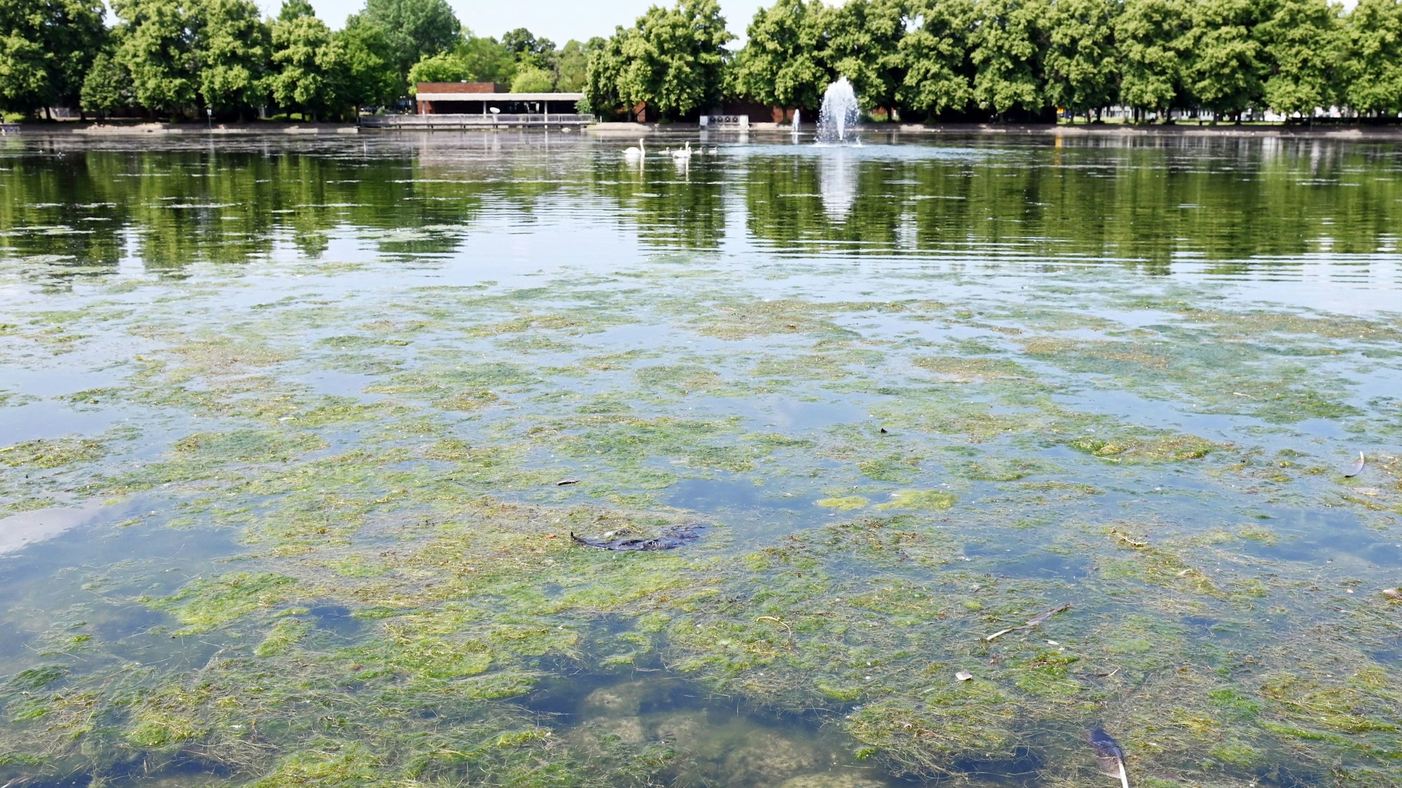Ein grüner Pflanzenteppich auf dem Aachener Weihersorgte für einen üblen Geruch.