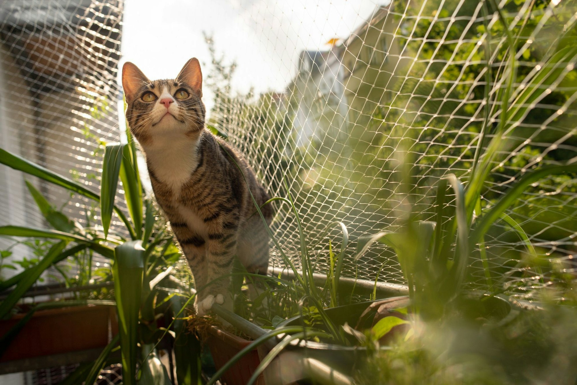 Besser mit Netz: Ein solcher Schutz verhindert, dass Katzen vom Balkon stürzen und sich schwer verletzen.