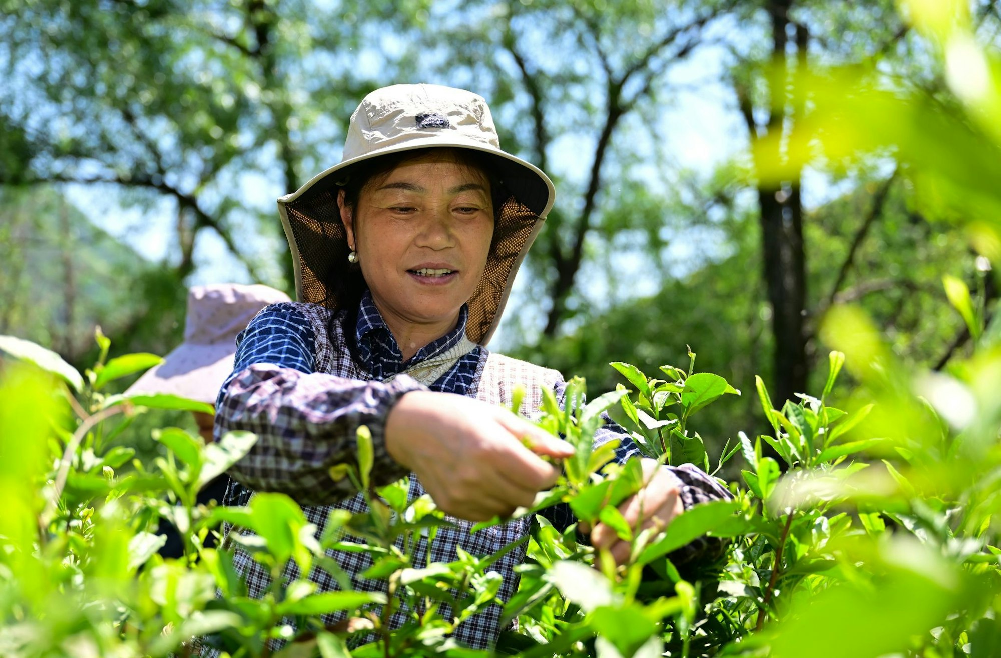 China hat seine Teeproduktion im vergangenen Jahr dem «Tee Report 2025» zufolge um rund 490.000 Tonnen gesteigert. Das ist rund zehnmal mehr als Deutschland insgesamt importiert hat. (Archivbild)