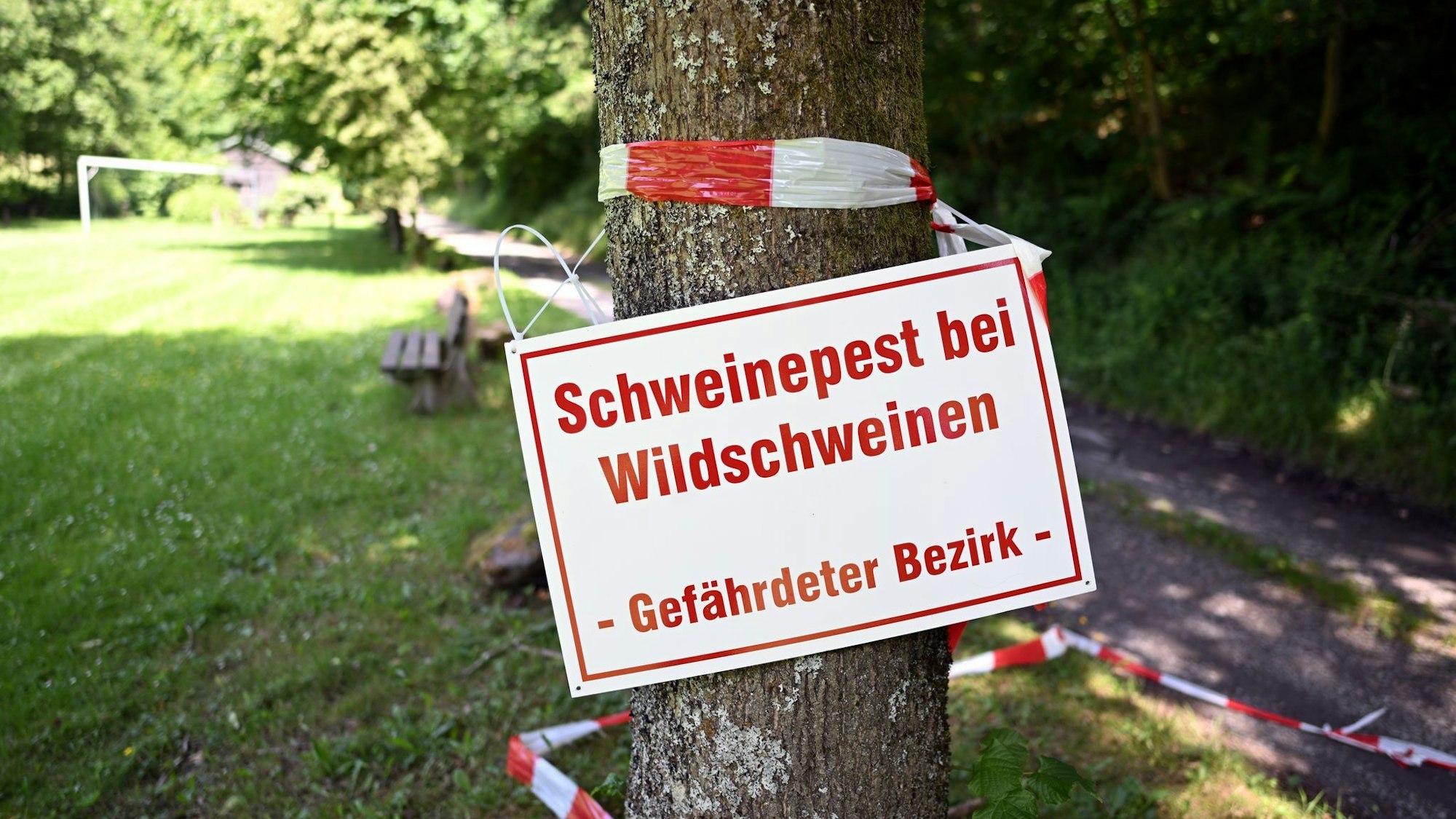 Drei weitere tote Wildschweine im Kreis Olpe waren mit der Afrikanischen Schweinepest infiziert. (Archivbild)
