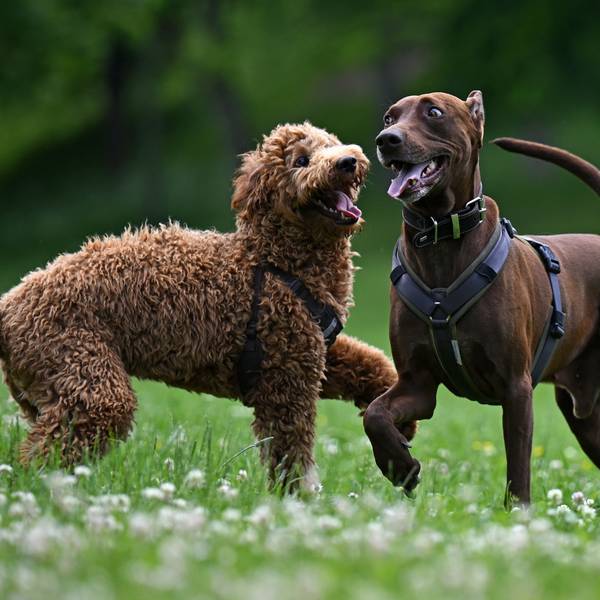 Zwei Hunde laufen auf einer Hundewiese frei herum.