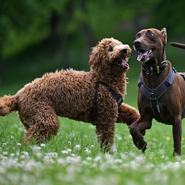 Zwei Hunde laufen auf einer Hundewiese frei herum.