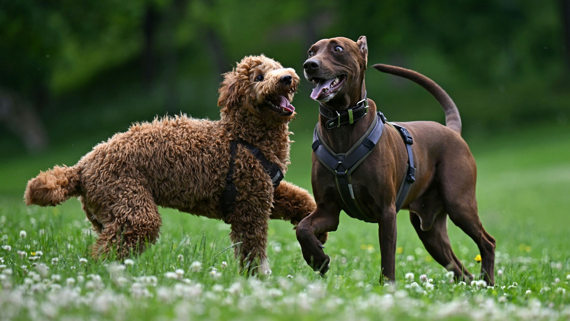Zwei Hunde laufen auf der Hundewiese frei herum. (Symbolbild)eit für Stadthunde») Foto: Martin Schutt/dpa +++ dpa-Bildfunk +++