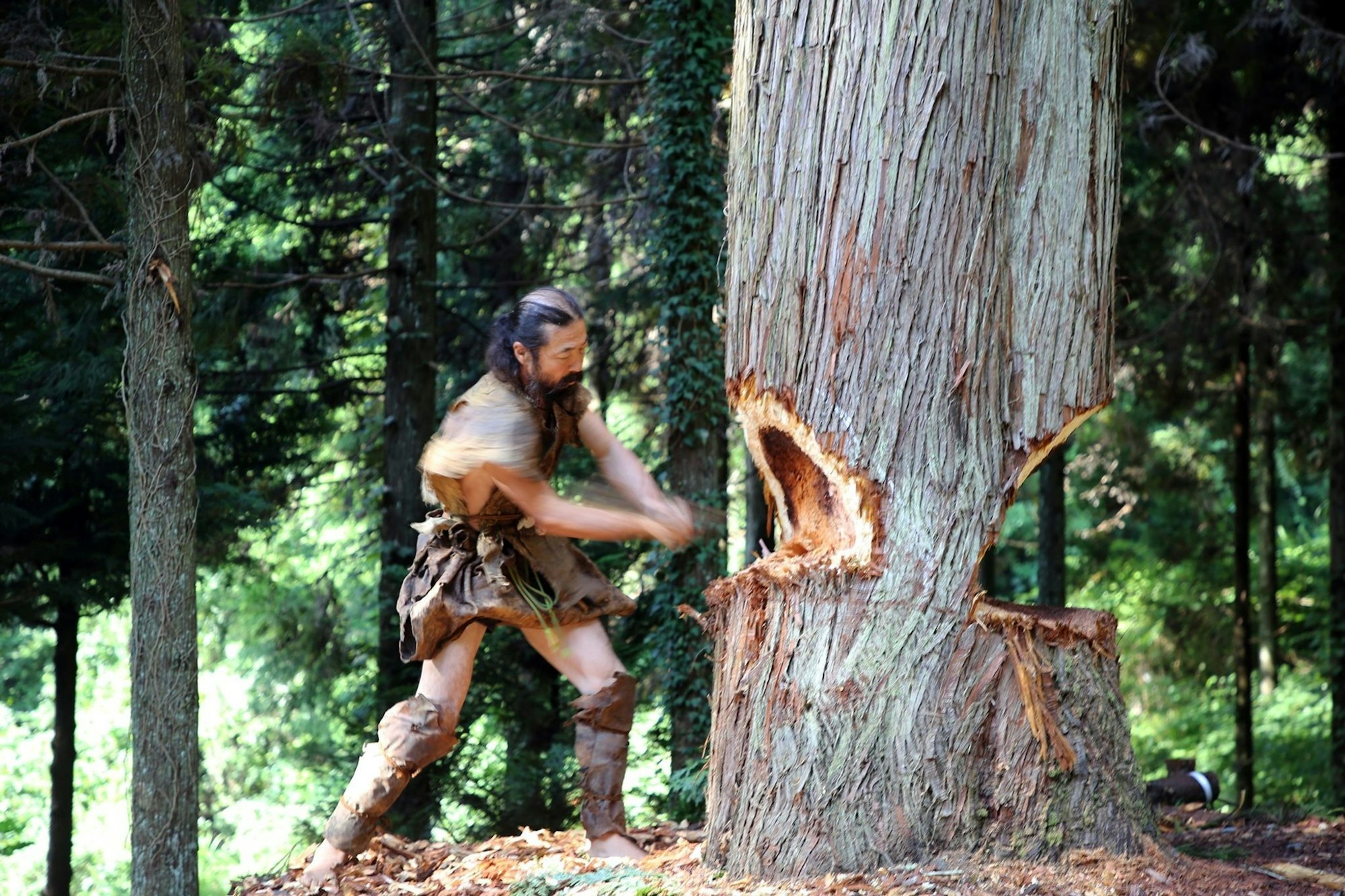 Ein Mann fällt einen Baum für den Nachbau eines steinzeitlichen Kanus.